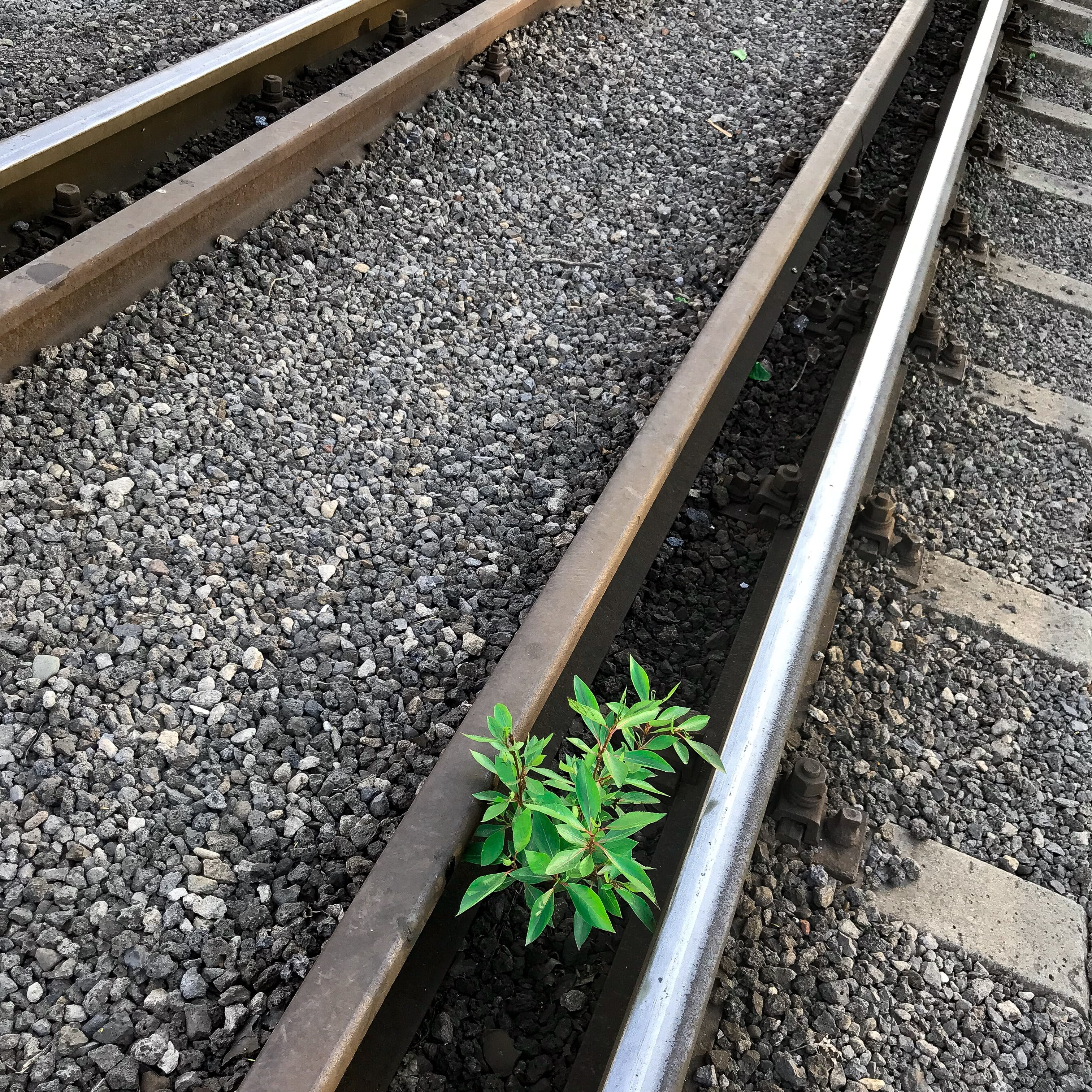 railway, track, outdoors, steel, high angle view, plant, railroad track, road, day, direction, solid, rail transportation, rock, railway track, forward, Phone HD Wallpaper