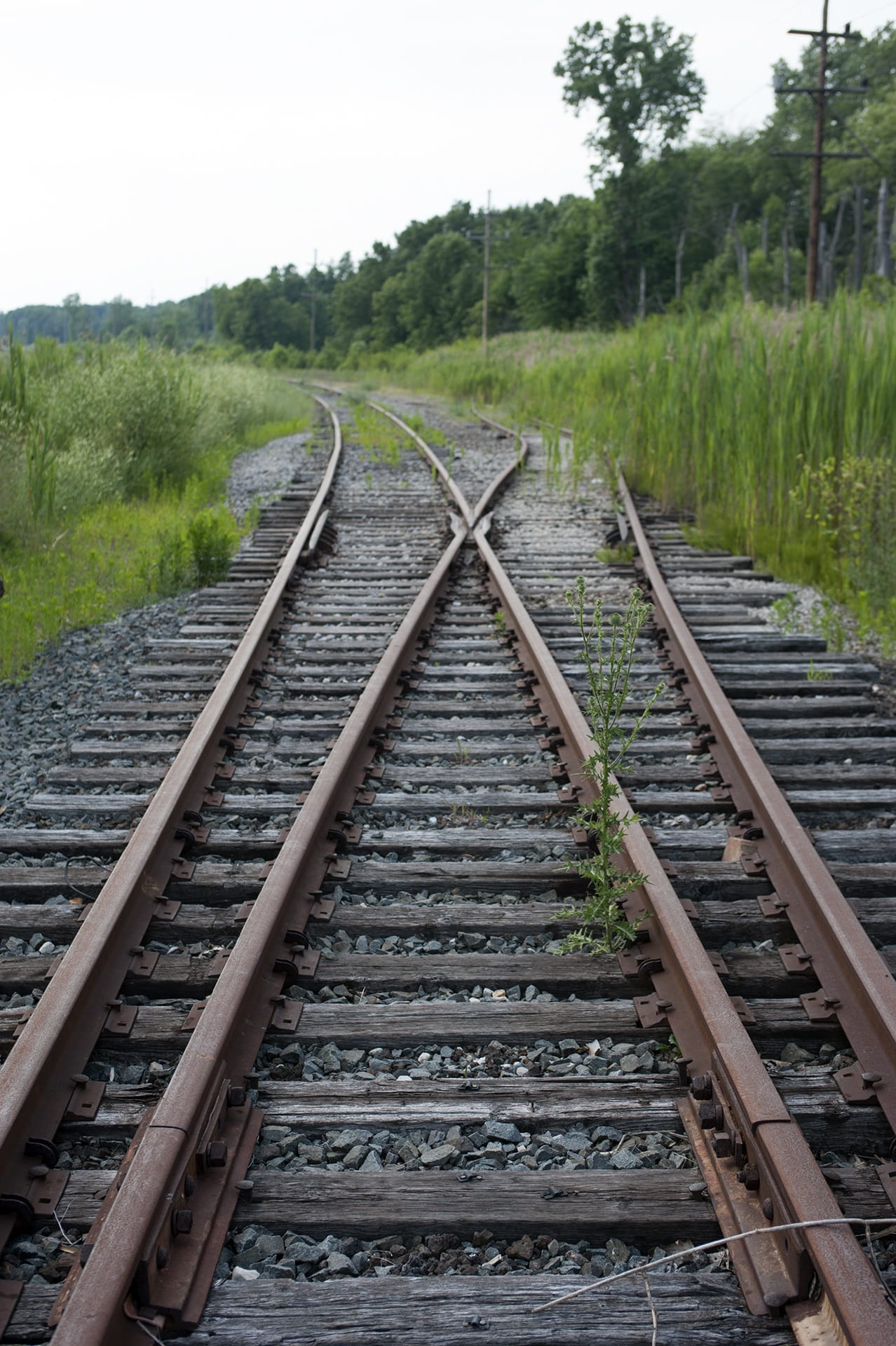 land, tree, tracks, Tracks, direction, non-urban scene, 1080P, no people, Outdoors, rail transportation, Railroad, plant, railroad, growth, mode of transportation, Phone HD Wallpaper