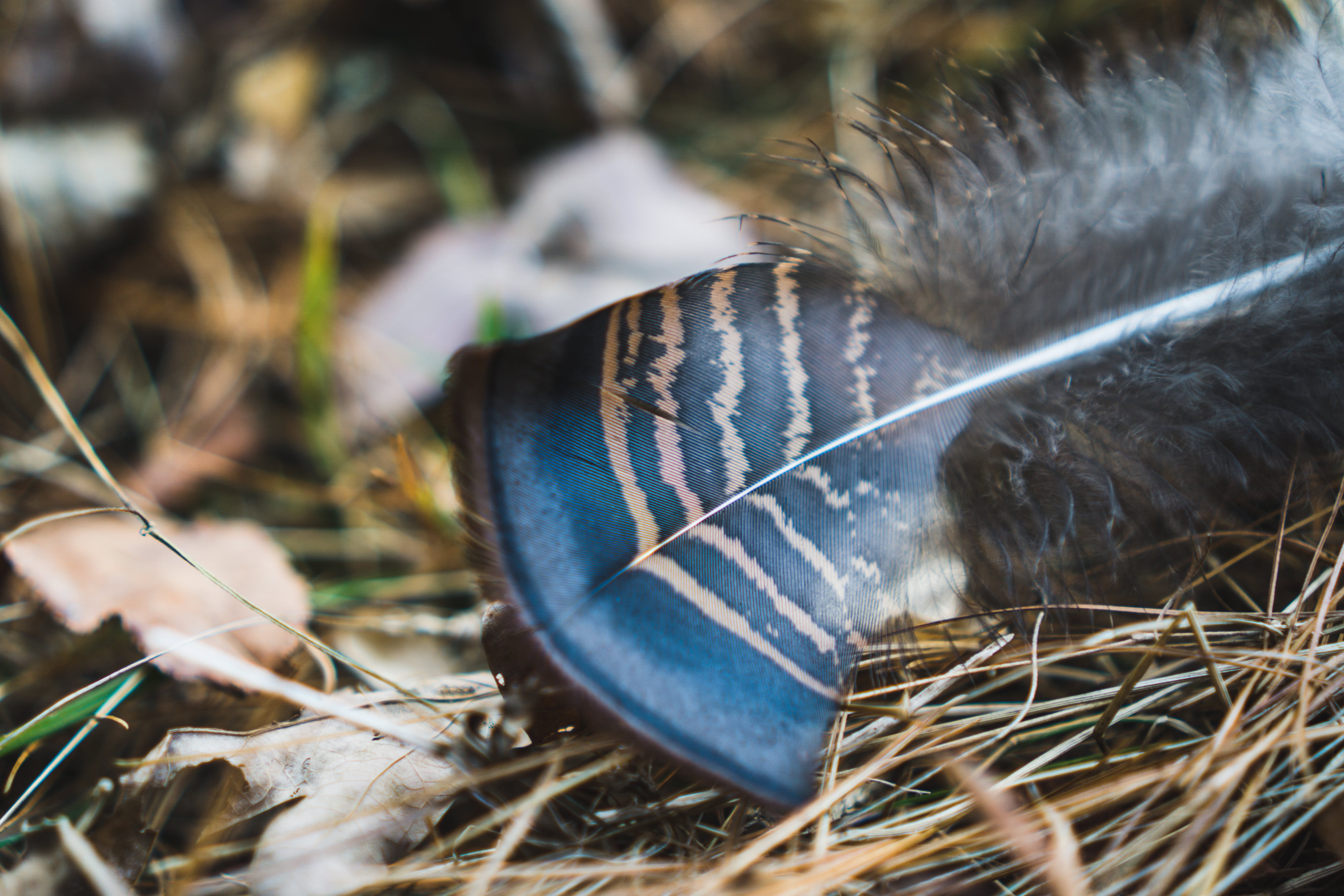 lightweight, lost, forest, focus on foreground, browns, air, plant part, leaf, blown, floor, field, selective focus, trees, united states, stick - plant part, HD Wallpaper