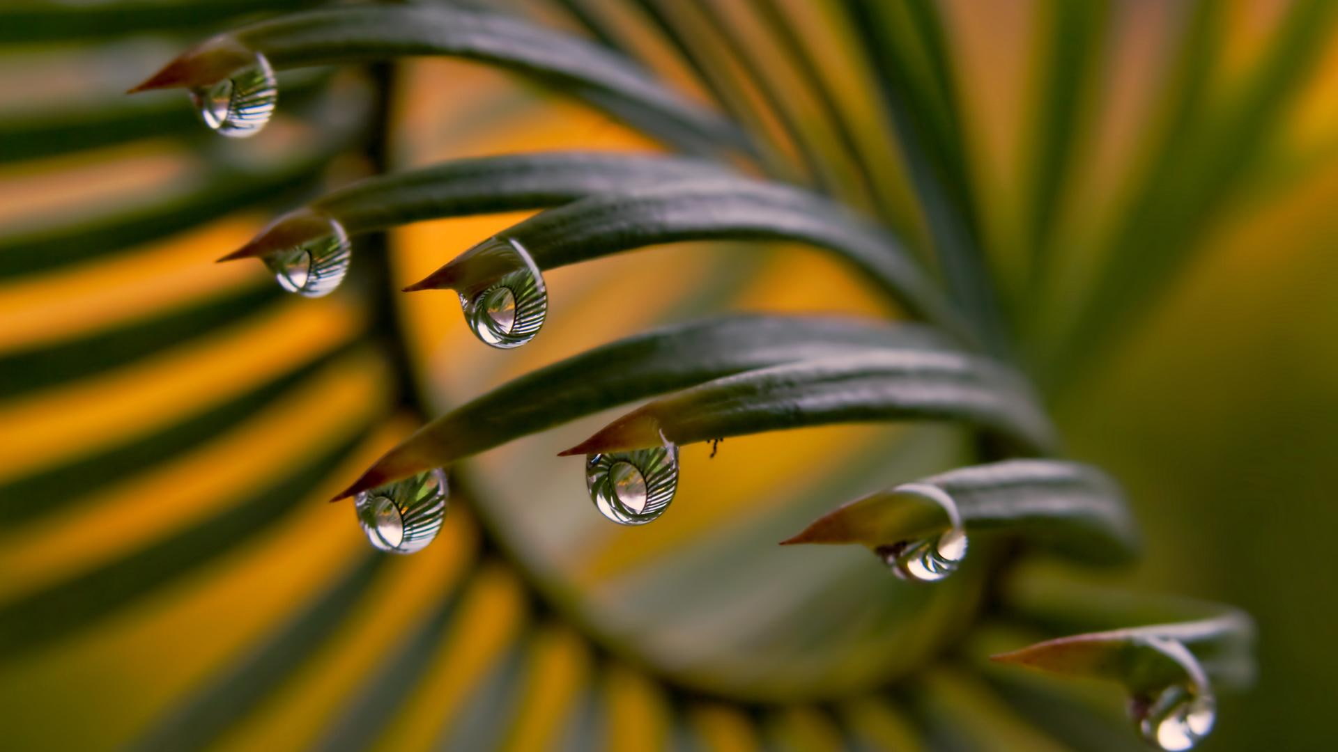 1080P, nauraleza, 3d and abstract, hoja, gotas, HD Wallpaper