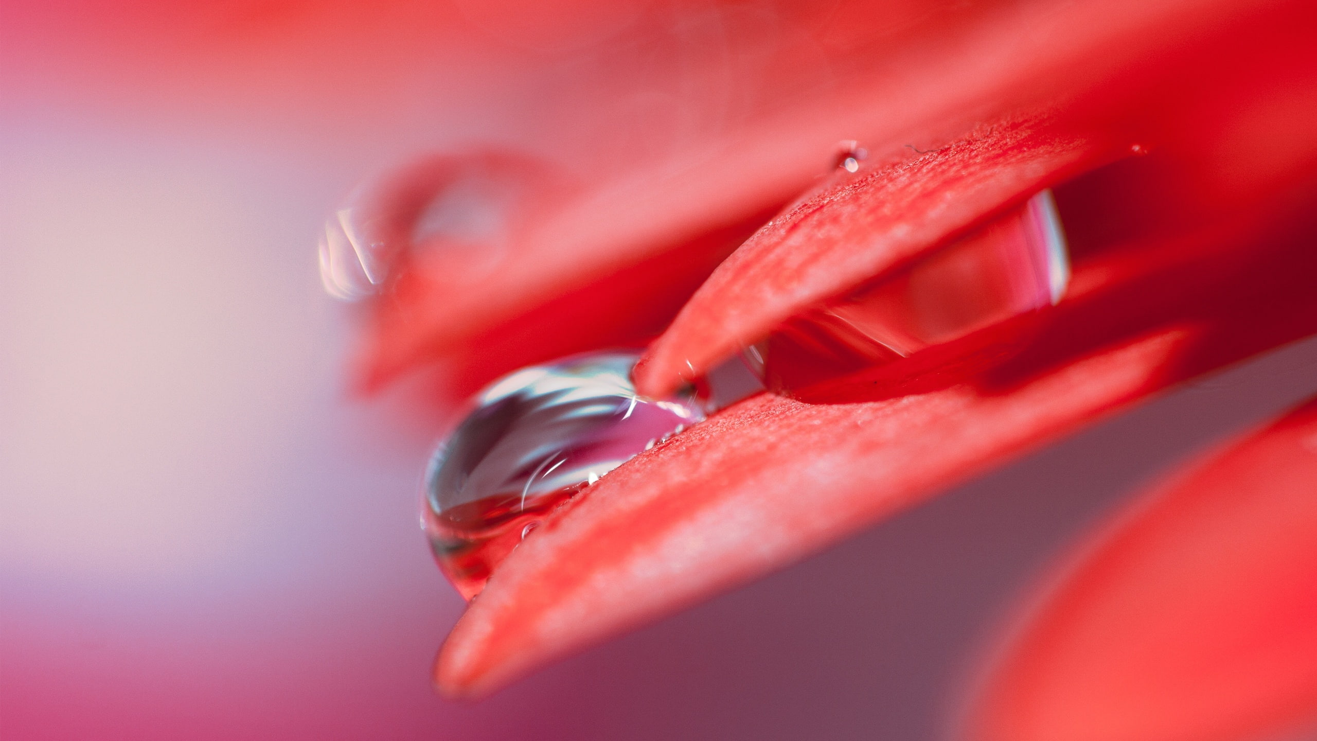 gota, agua, petalo, 2K, naturaleza, rosa, HD Wallpaper