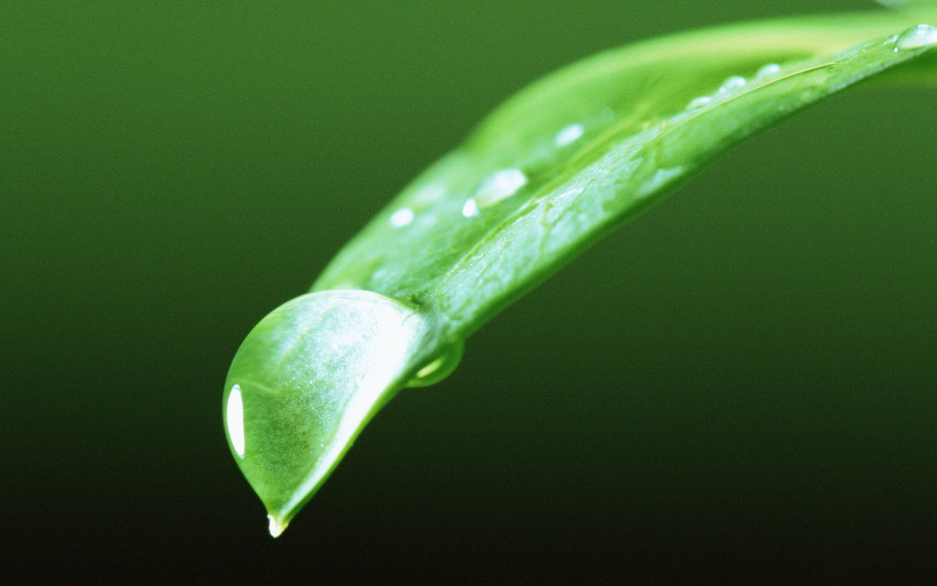 agua, gota, hoja, punta, 1080P, naturaleza, HD Wallpaper
