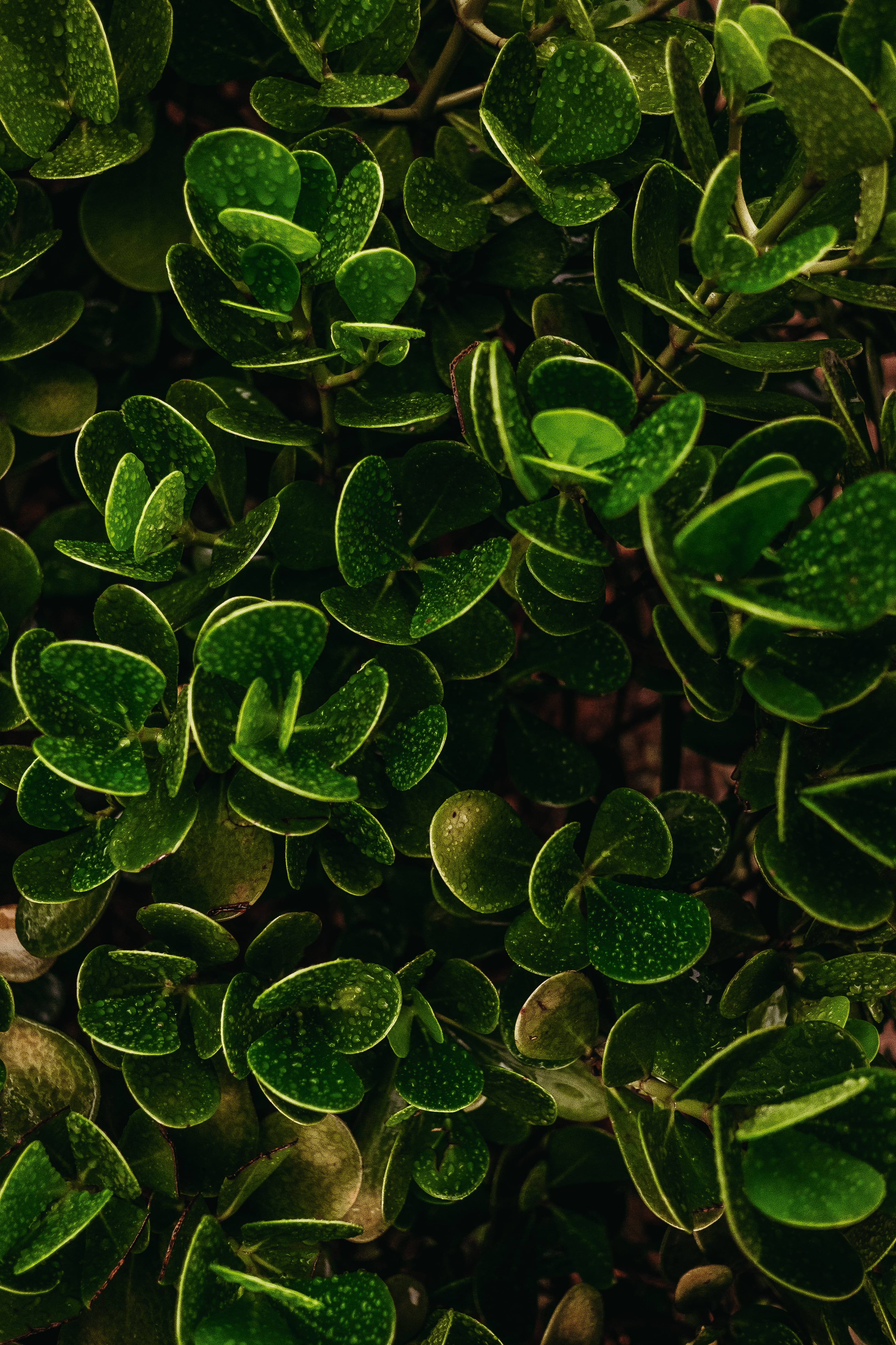 jar, herbs, food and drink, close-up, growth, plantas, pottery, gotas, planter, leaf, nature, green, chuva, verde, 4K, plants, leaves, full frame, green color, Phone HD Wallpaper