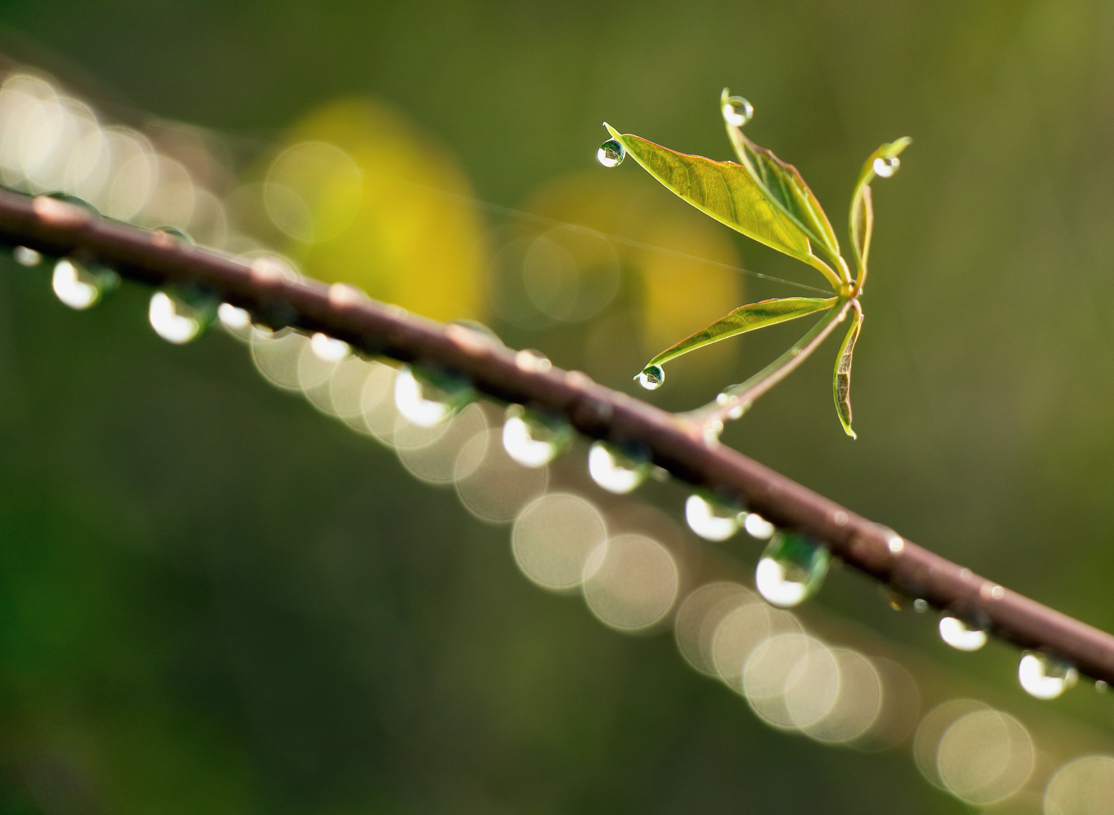 nass, dew, focus, plant, close-up, 4K, green Color, drops, wet, web, macro, reflections, nature, shallow focus, leaves, Bokeh, drop, freshness, shallow, HD Wallpaper