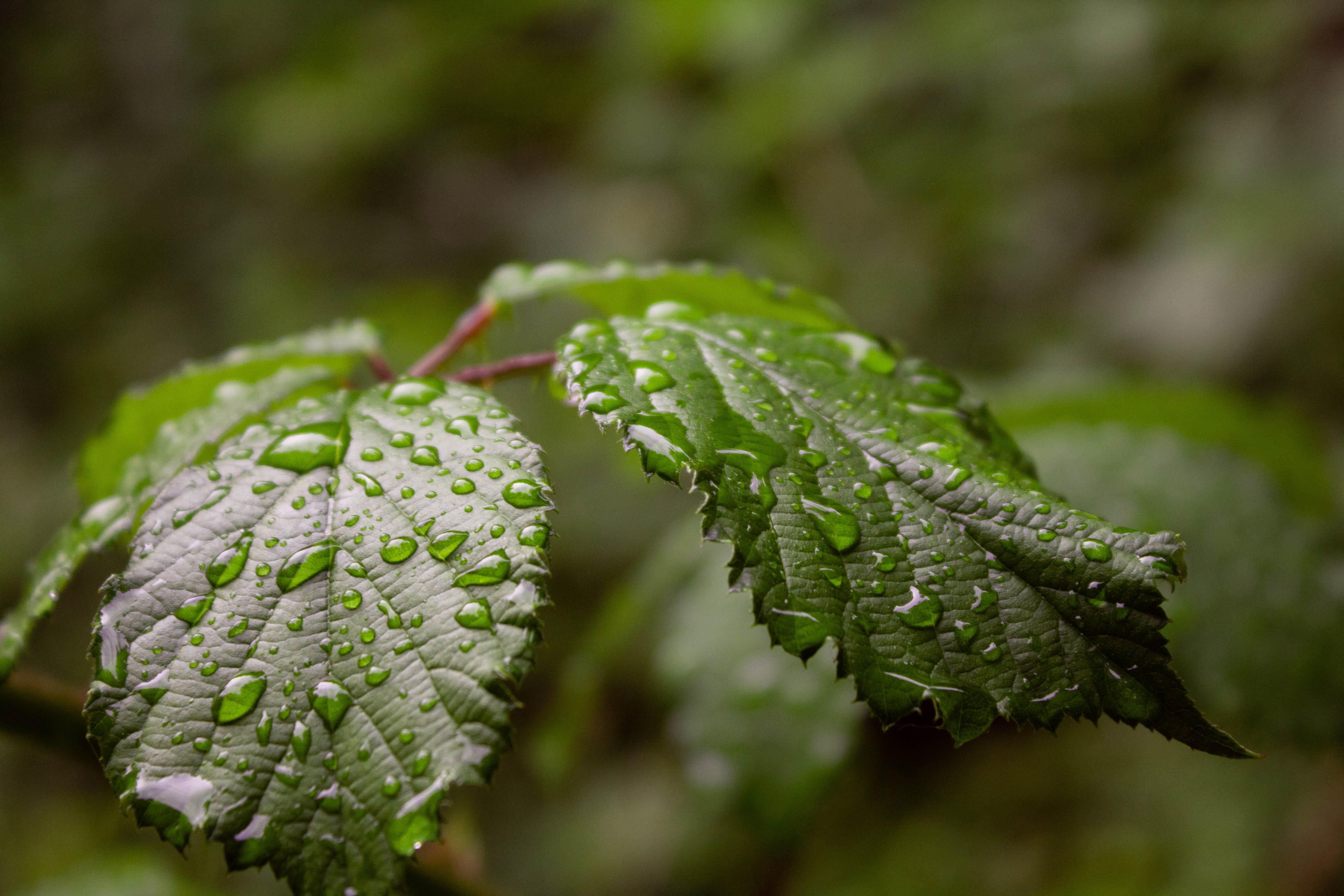 selective focus, outdoors, blatt, beauty in nature, plant, waldstetten, no people, cold temperature, freshness, food, tropfen, day, green color, close-up, HD Wallpaper