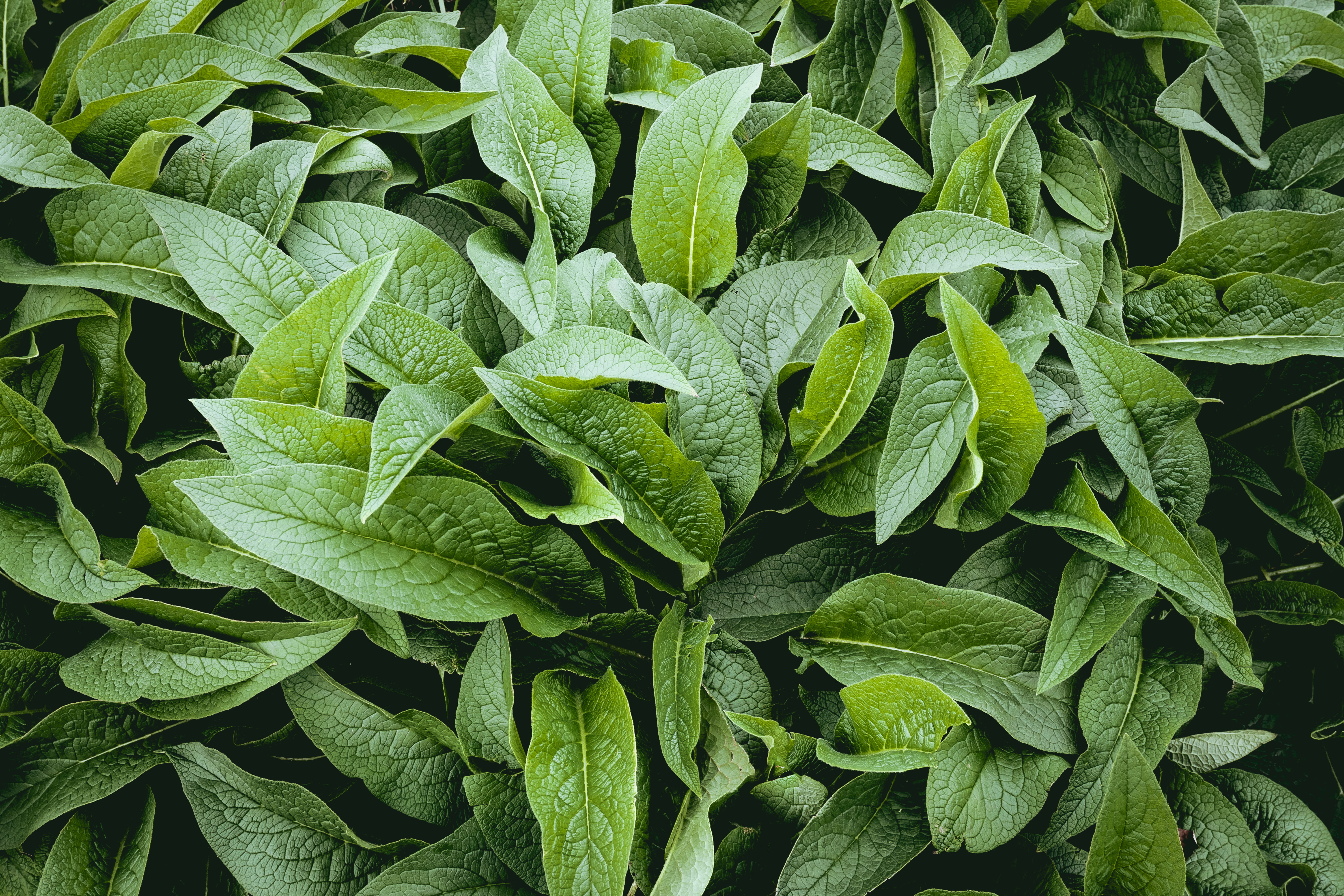 full frame, green color, field, no people, wet, fresh, backgrounds, plants, 5K, close-up, plant, life, leaves, freshness, meadow, outdoors, high angle view, HD Wallpaper