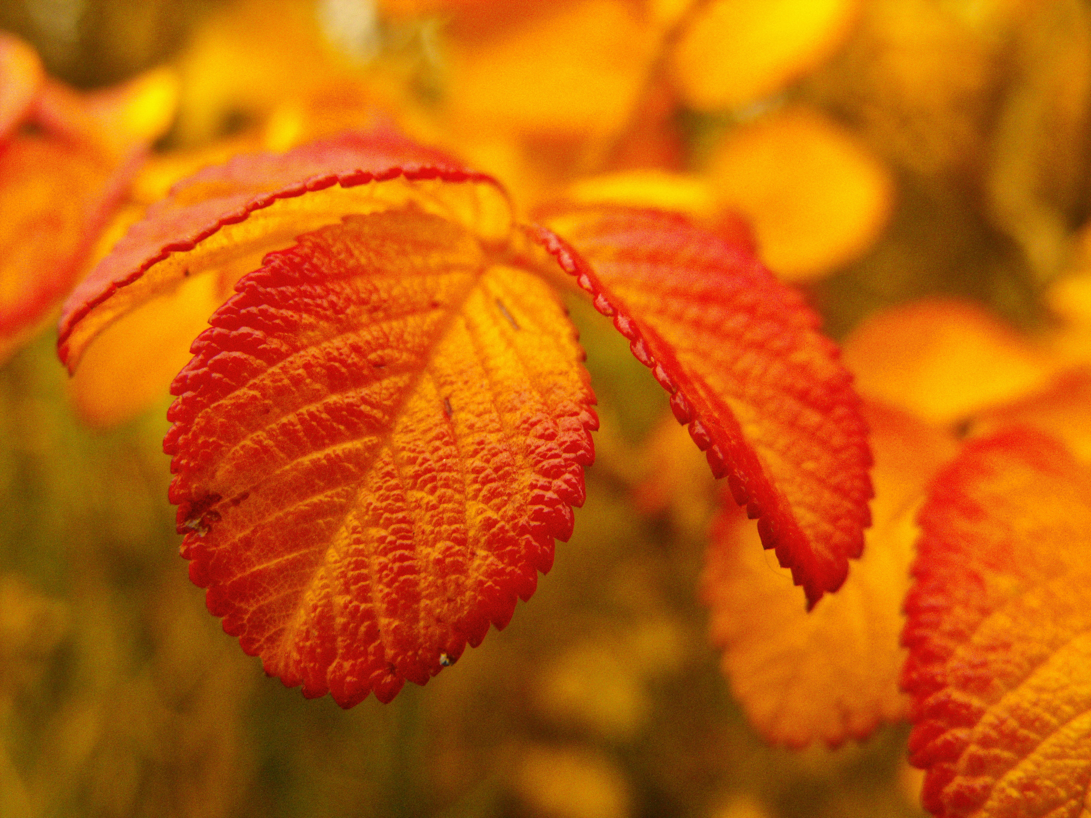 yellow, gelb, tree, autumn, Deutschland, orange Color, season, plant, close-up, Niedersachsen, red  rot, ovate, leaf, red, Nordenham, outdoors, forest, HD Wallpaper
