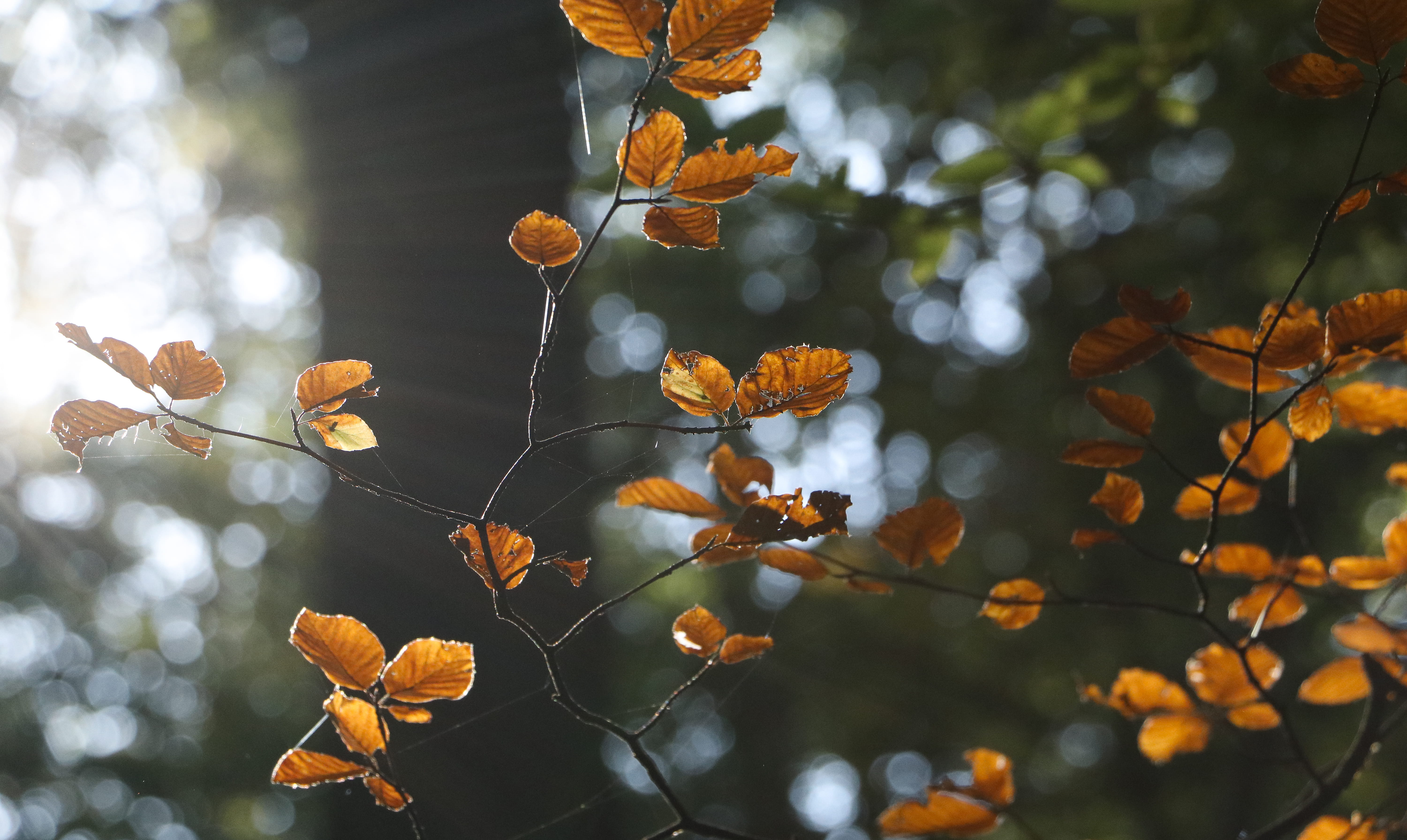 beauty in nature, herbst, no people, leaves, orange, day, outdoors, bunt, tranquility, focus on foreground, low angle view, branch, wald, 5K, sun, reutlingen, HD Wallpaper