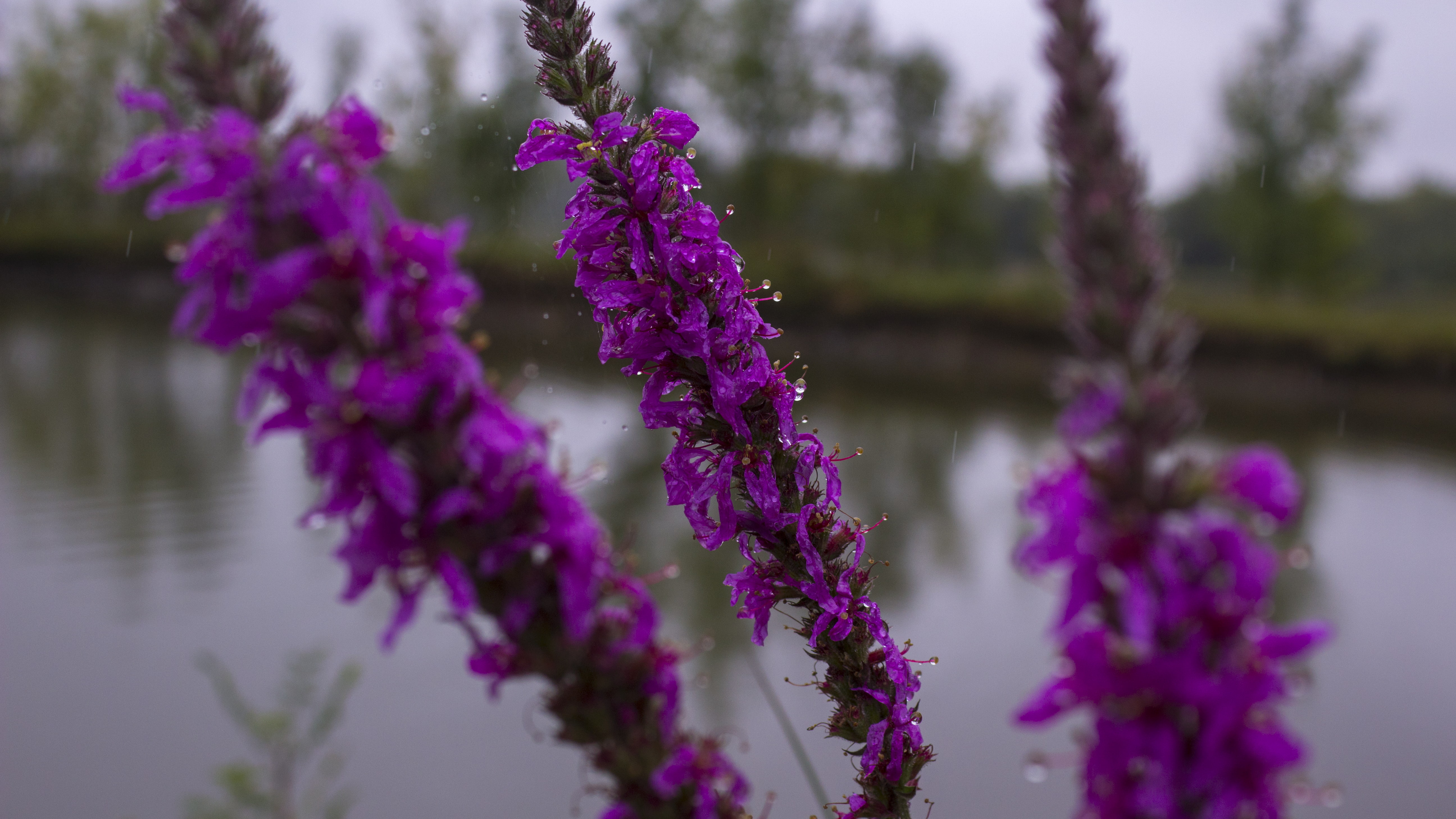 lavender, botany, water, outdoors, no people, vulnerability, blossom, close-up, flower, purple, springtime, tree, rain, plant, flowering plant, freshness, HD Wallpaper