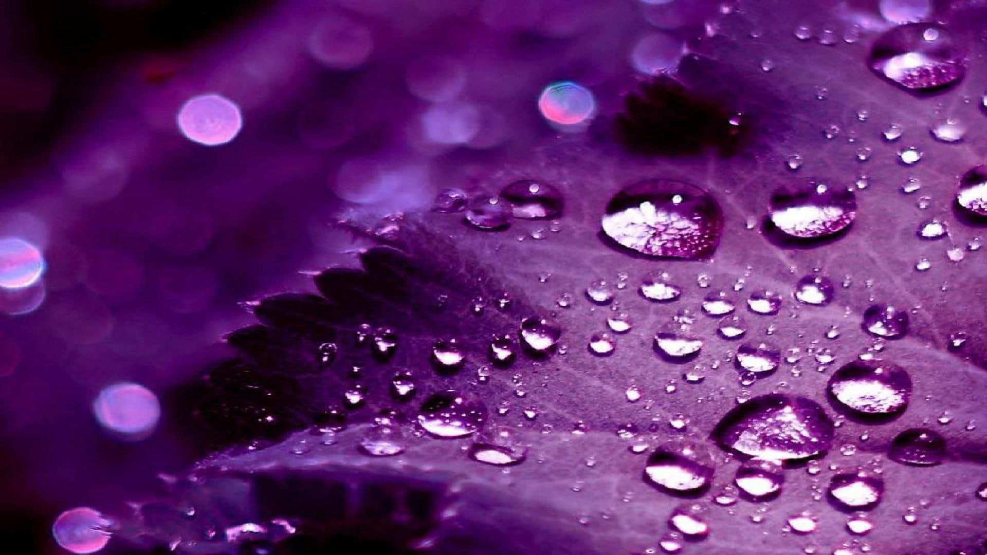 purple, petals, water, nature, 1080P, leaves, rain, HD Wallpaper