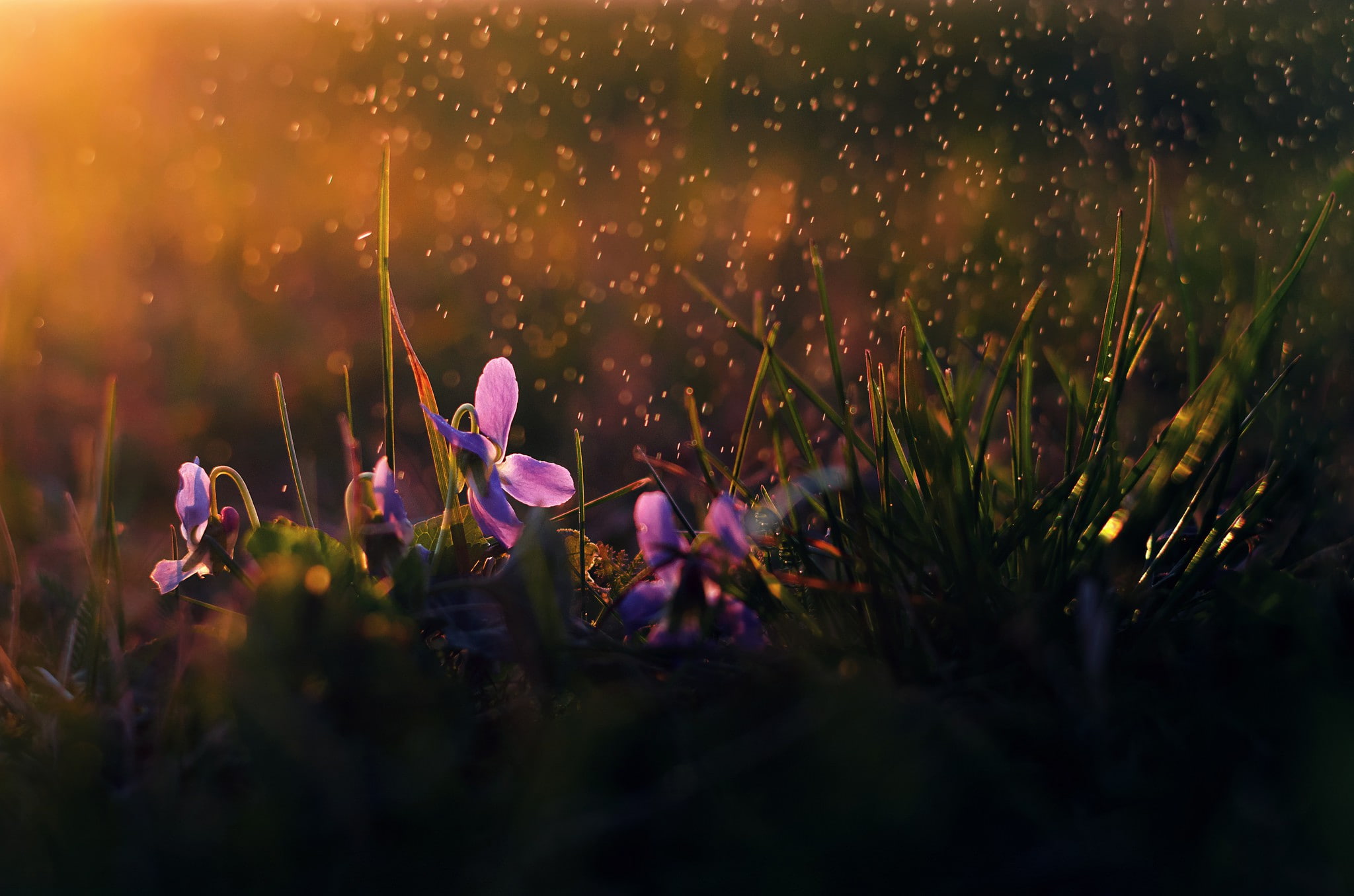 flowers, flower, morning, rain, 1080P, petaled, purple, HD Wallpaper