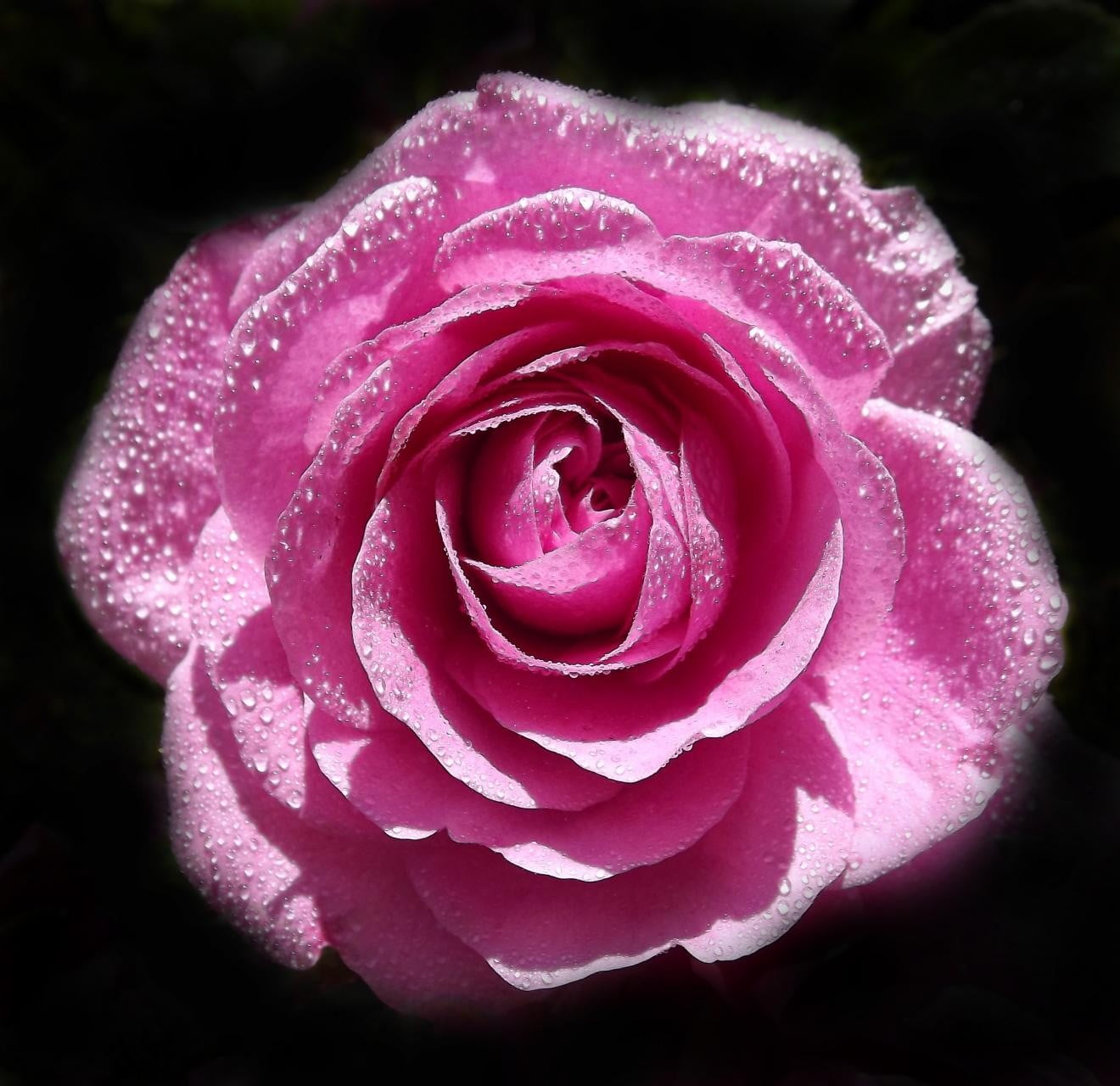 fragility, nature, flower head, freshness, close-up, happy, dew, water, growth, textile, plant, love, drop, 720P, flower, white, wet, flowering plant, HD Wallpaper
