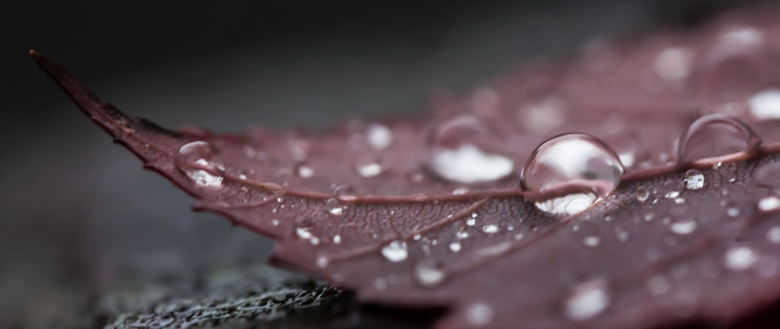 fragility, water, beauty in nature, no people, raindrop, pink color, personal accessory, purple, textured effect, wet, macro, close-up, day, plant, water drops, HD Wallpaper