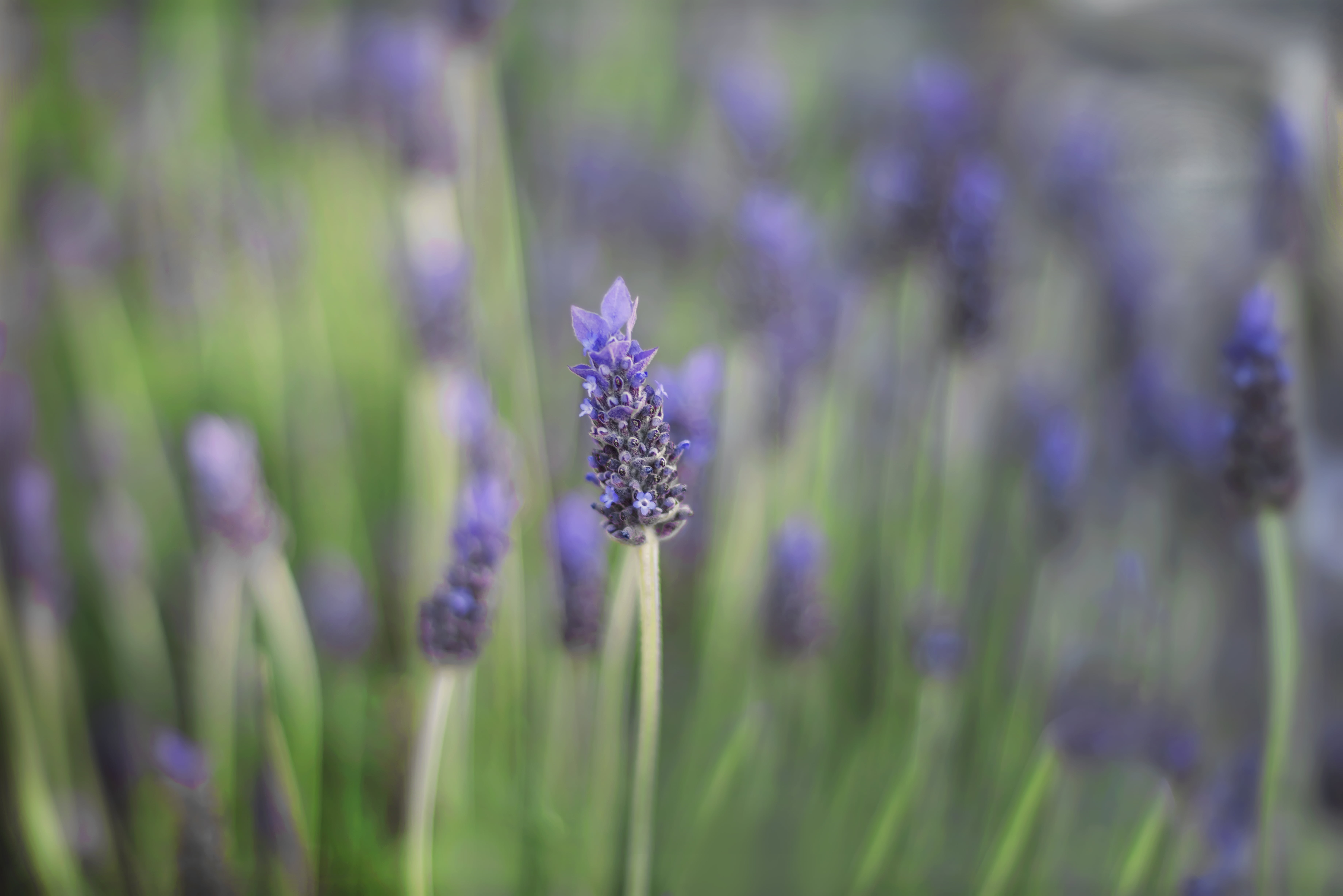 flower, close-up, plantation, Garden, petaled, f1, selective, summer, bokeh, photography, 5K, plant, purple, Lavender, 8d, melbourne  australia, nature, HD Wallpaper