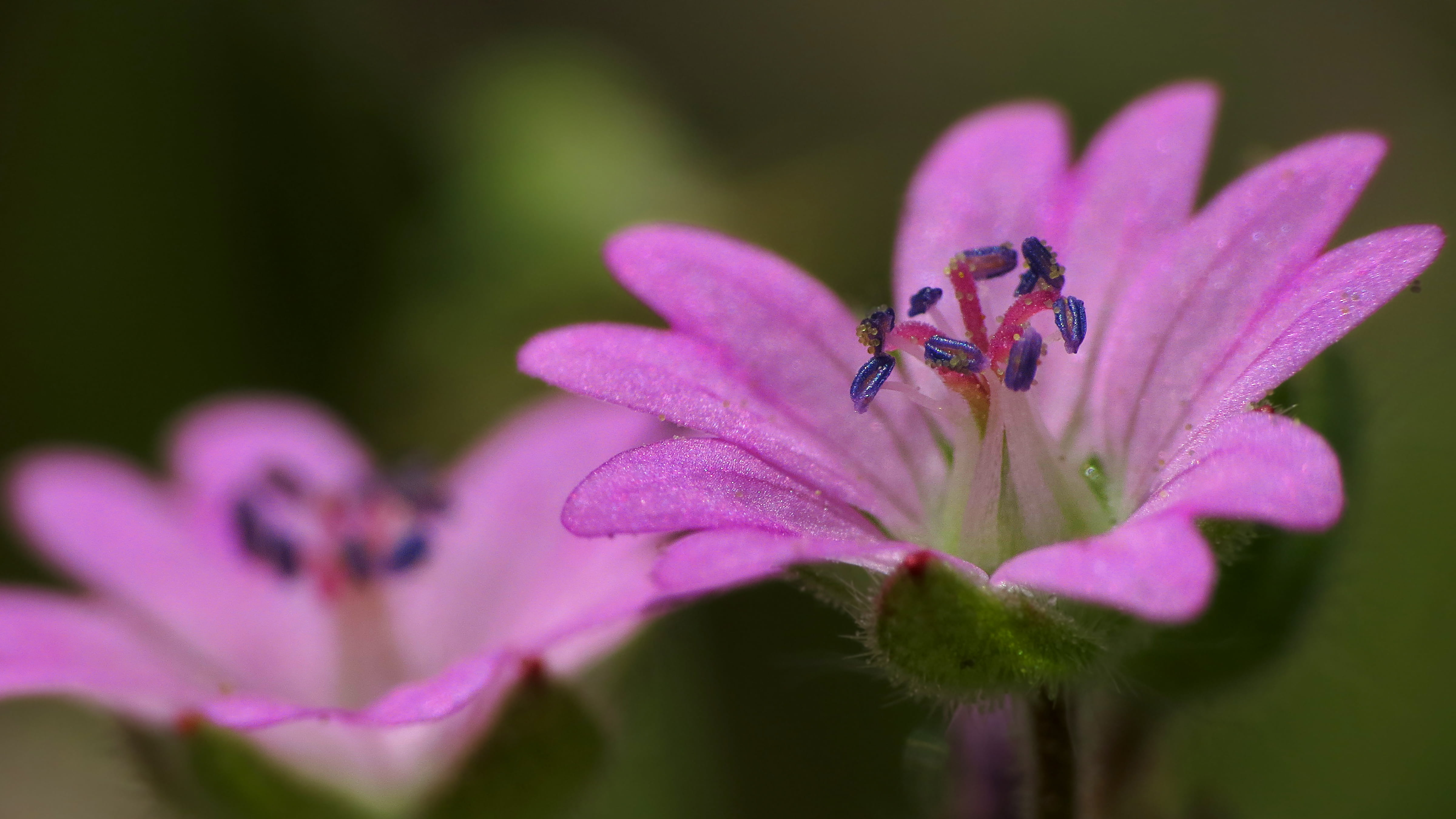 Favorite, DCR, bureau, parati, flowers, in bloom, plant, Carta, 4K, Canon  Powershot, سطح, Wildflower, Nature, s, Papier, Macro Photography, de, Desktop, HD Wallpaper