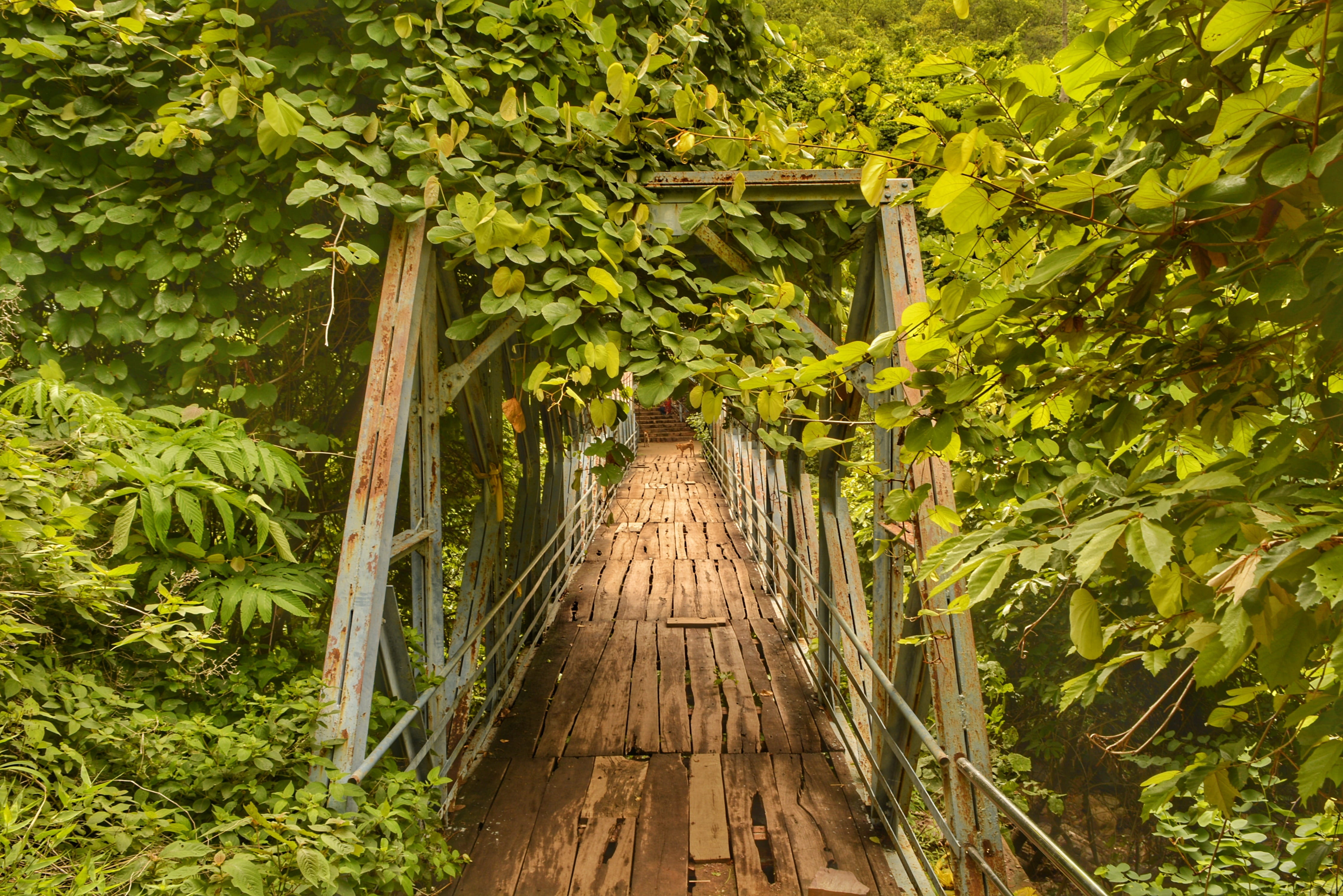 direction, wood - material, green color, 4K, nature, ahobilam, wooden, plant, tree, foliage, lush foliage, land, no people, leaf, greenary, bamboo - plant, HD Wallpaper