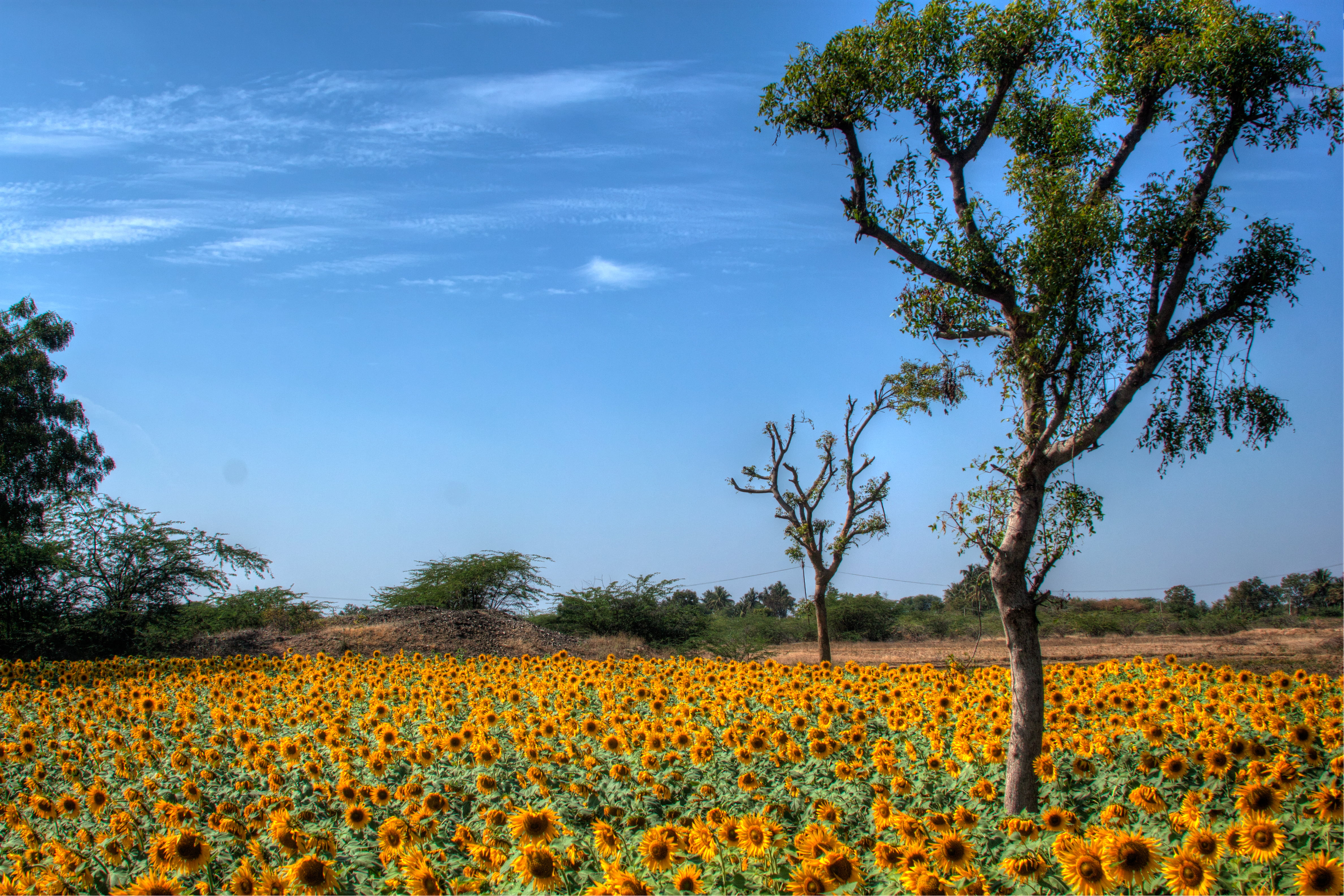 landscape, field, sky, flower, plant, 4K, experience, nature, andhra pradesh, daytime, artist, trees, adventure, blue, photo, photographer, summer, outdoors, HD Wallpaper