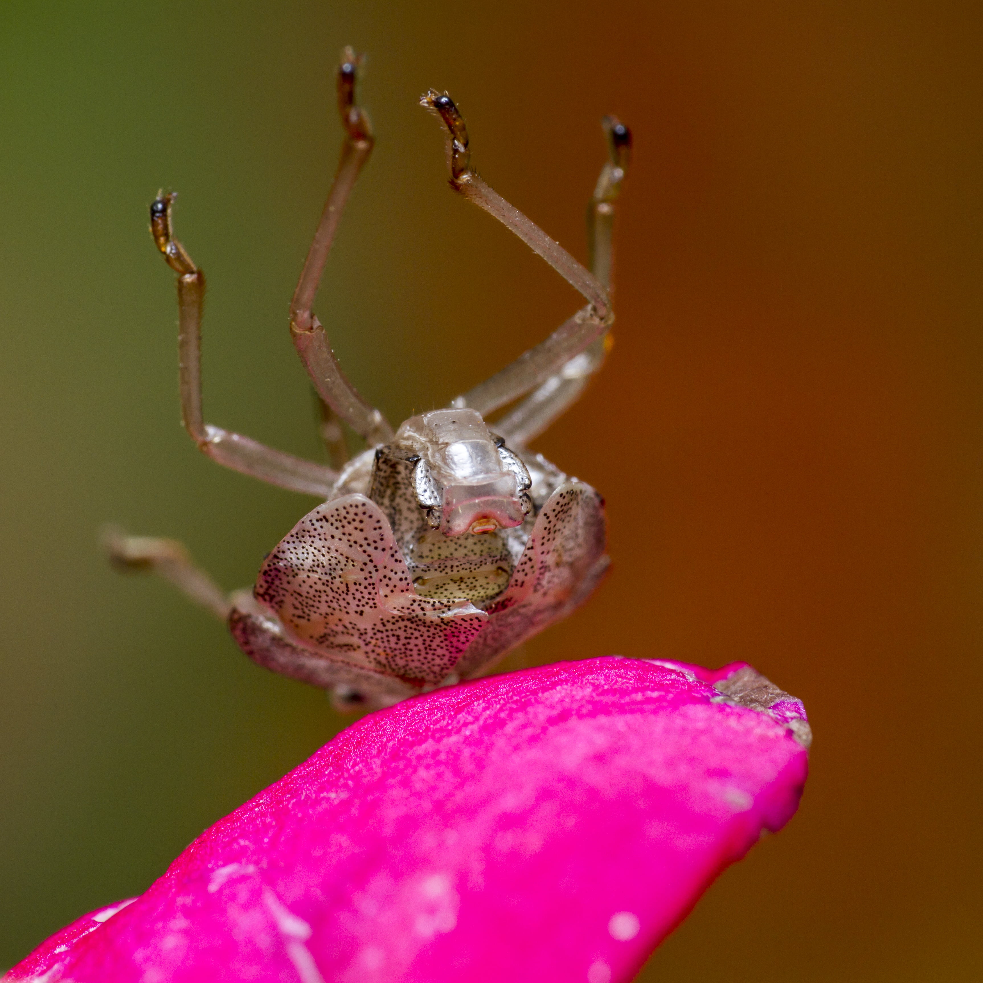 animal, Moulted, pink, nature, Peterborough, USM, Macro, petaled, f/2, flower, Garden, Canon 7D, Canon EF, Valentine, 2K, Manic, DOF, Insect, skinny?  brown, Phone HD Wallpaper