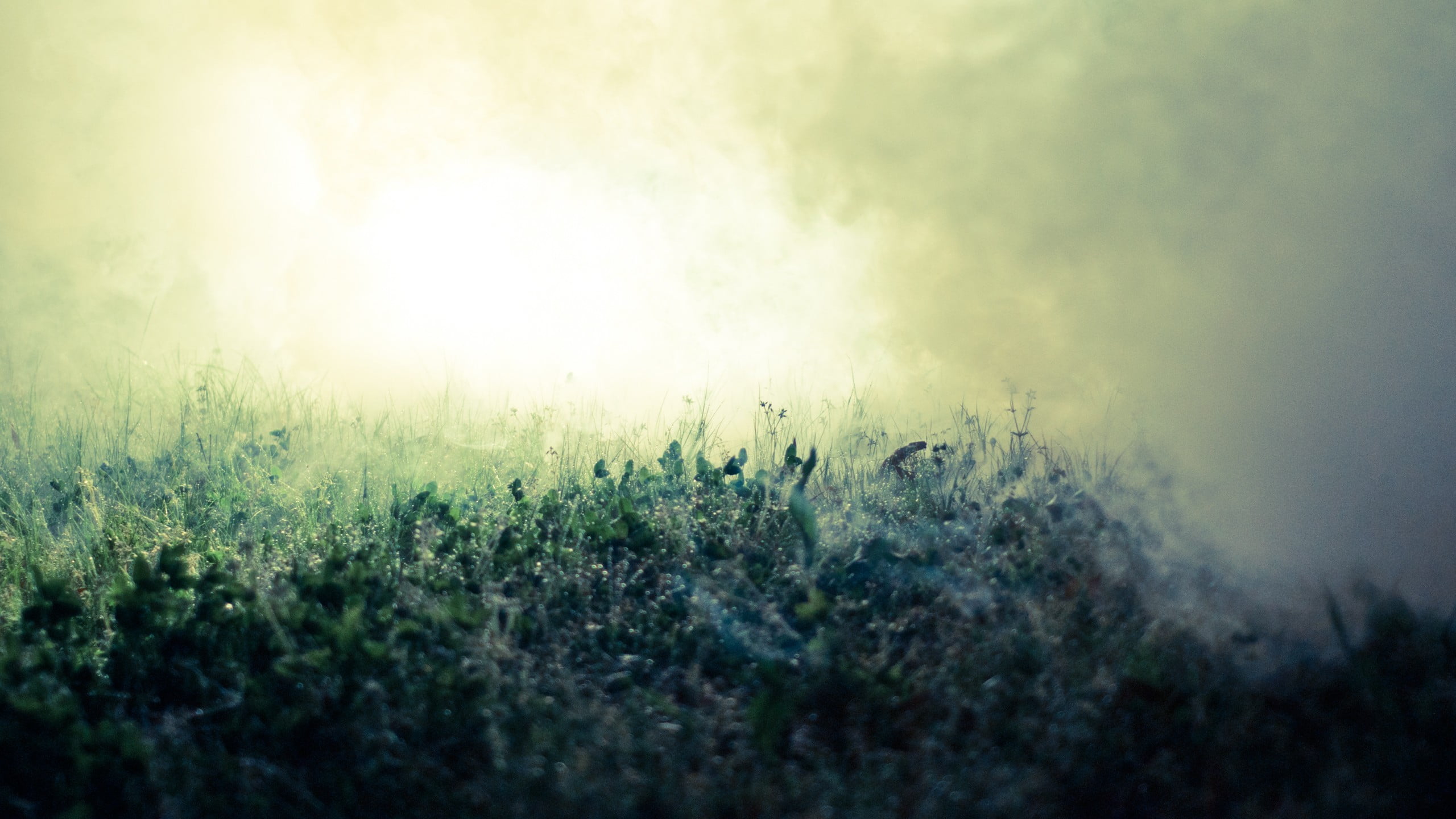 environment, nature, morning, no people, pollution, landscape, dawn, land, fog, plant, grass, outdoors, tree, forest, 2K, green, day, mist, environmental issues, HD Wallpaper