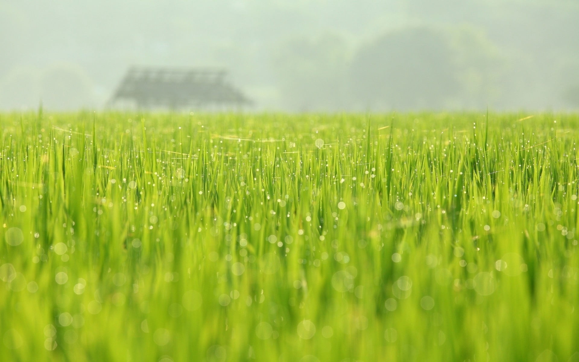 crop, wet, field, rice Paddy, cereal Plant, no People, 1080P, nature, green, plant, farm, backgrounds, scenics, outdoors, landscaped, season, landscape, HD Wallpaper