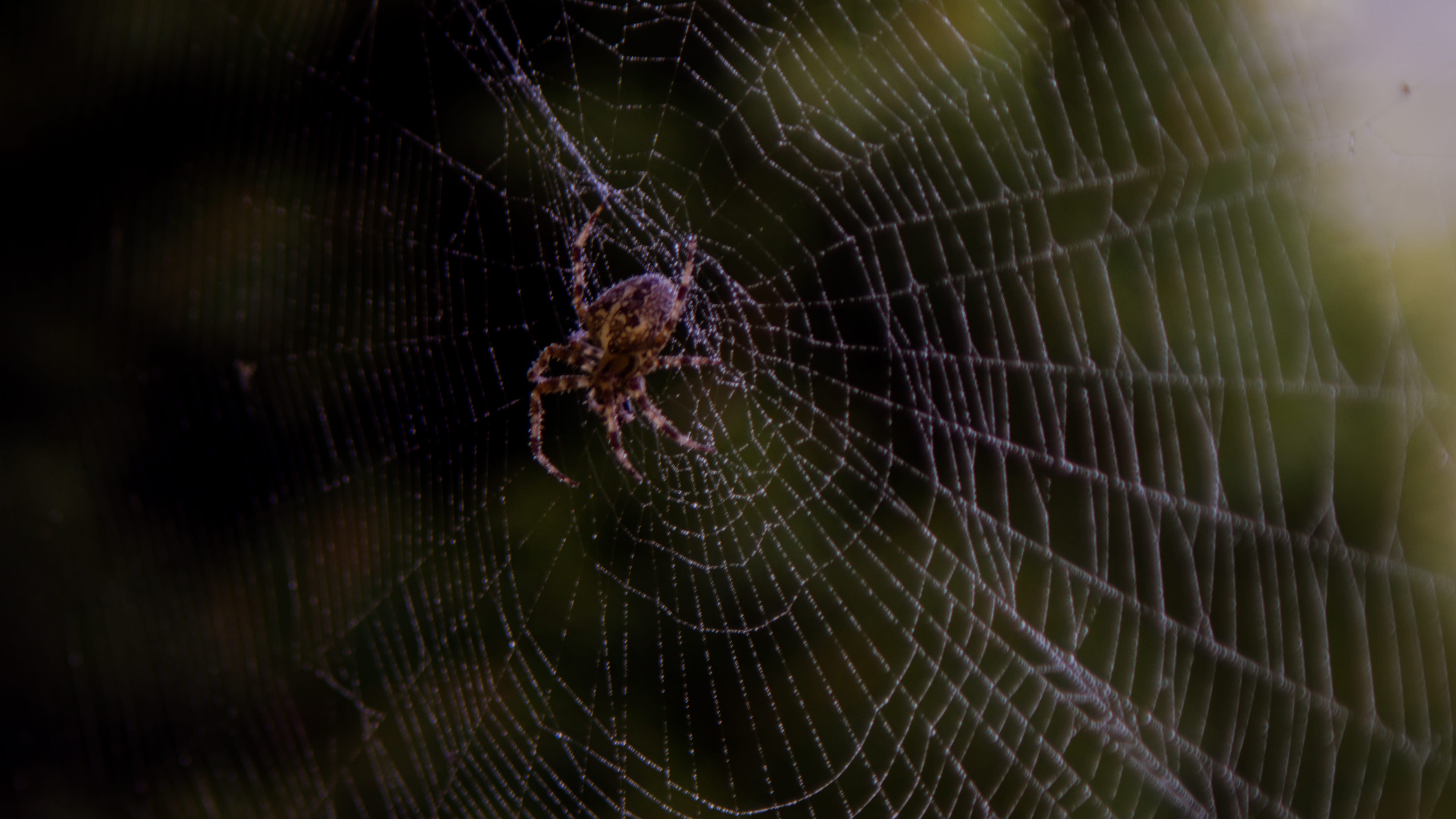 ekel, survival, spinne, outdoors, arthropod, focus on foreground, animal leg, vulnerability, 5K, animal, purple, water, one animal, no people, animal wildlife, HD Wallpaper