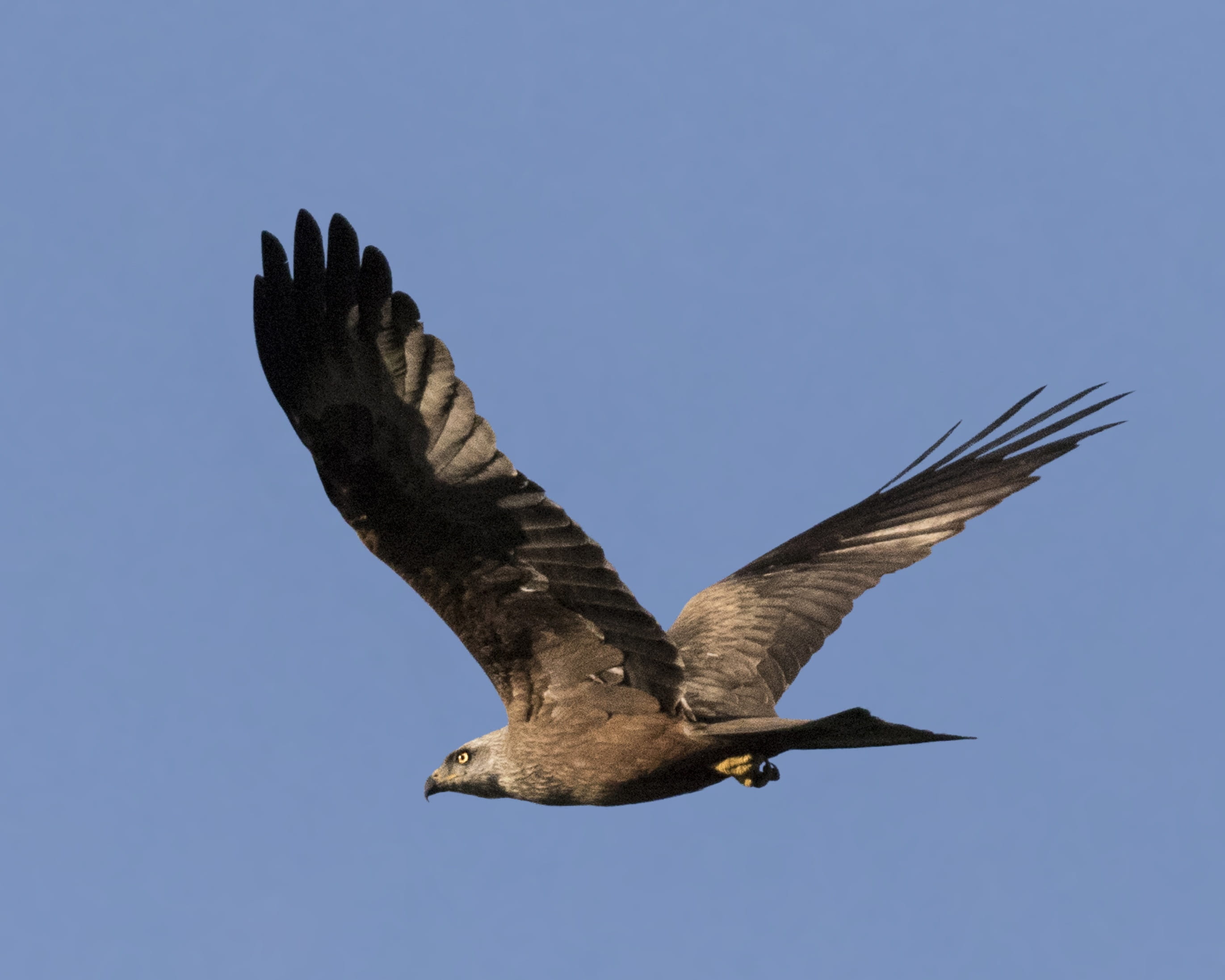 clear sky, no people, spain, motion, animals in the wild, nature, spread wings, blue, flying, bird of prey, raptor, aguila real, sky, flapping, bird, wildlife, HD Wallpaper