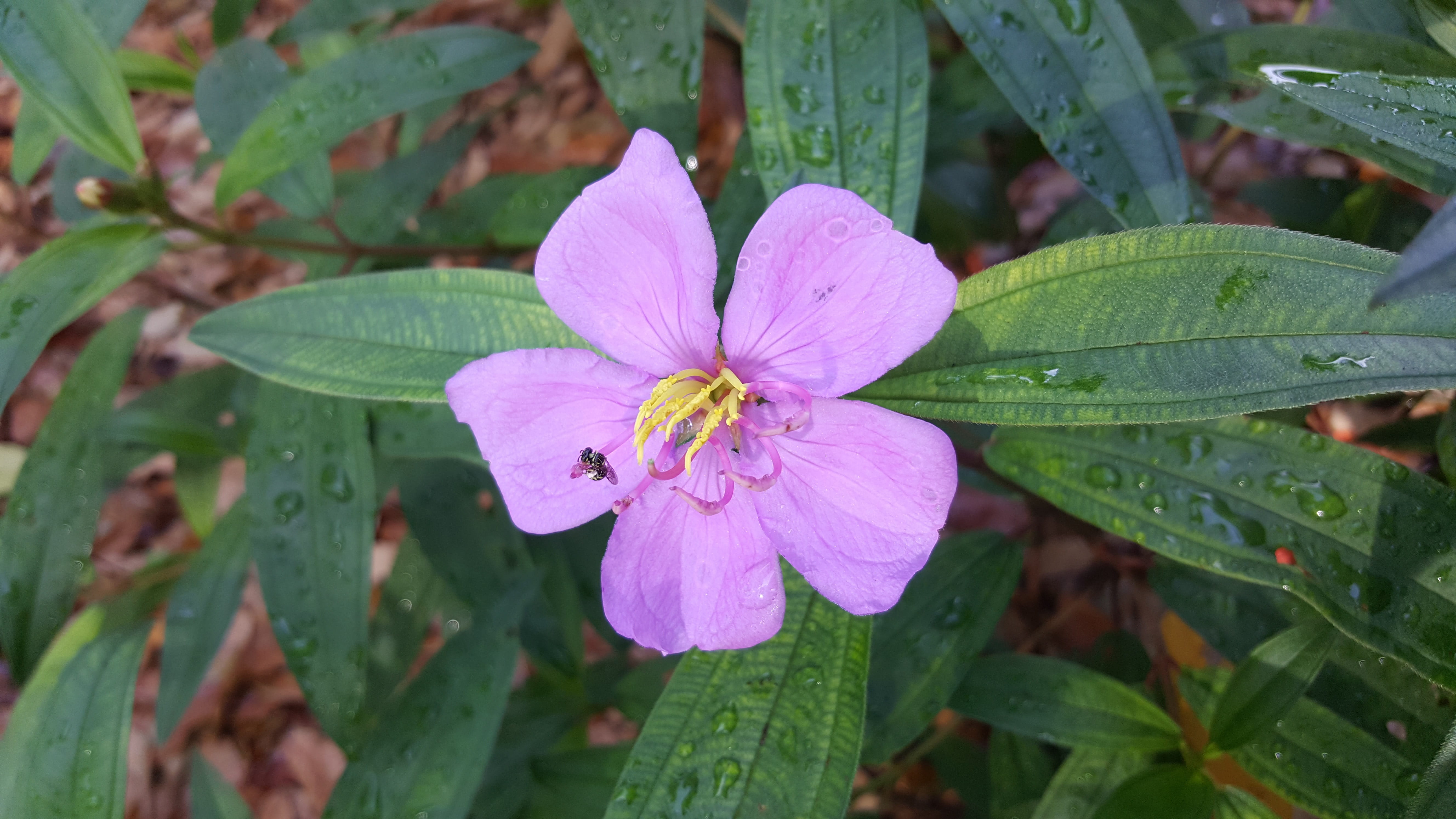 plant, pink color, bee, blossom, meadow, petal, wildflower, bloom, nature, season, day, fresh, lawn, plant part, dew, close-up, grassland, organic, pollen, HD Wallpaper