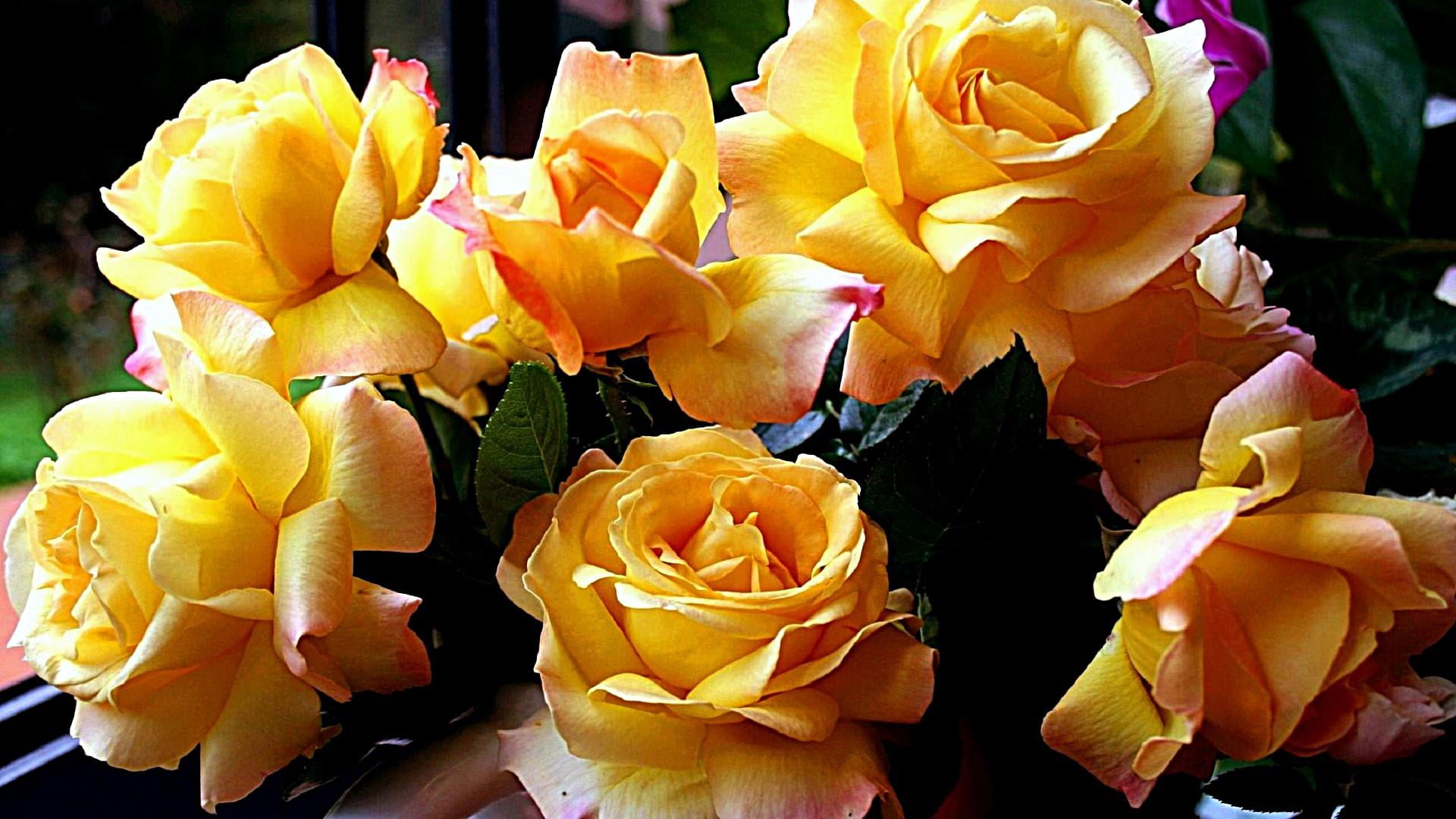flora, rose, freshness, 1080P, fragility, petal, yellow roses, plant, flowering plant, vulnerability, flower head, day, flower arrangement, bouquet, bunch of flowers, HD Wallpaper