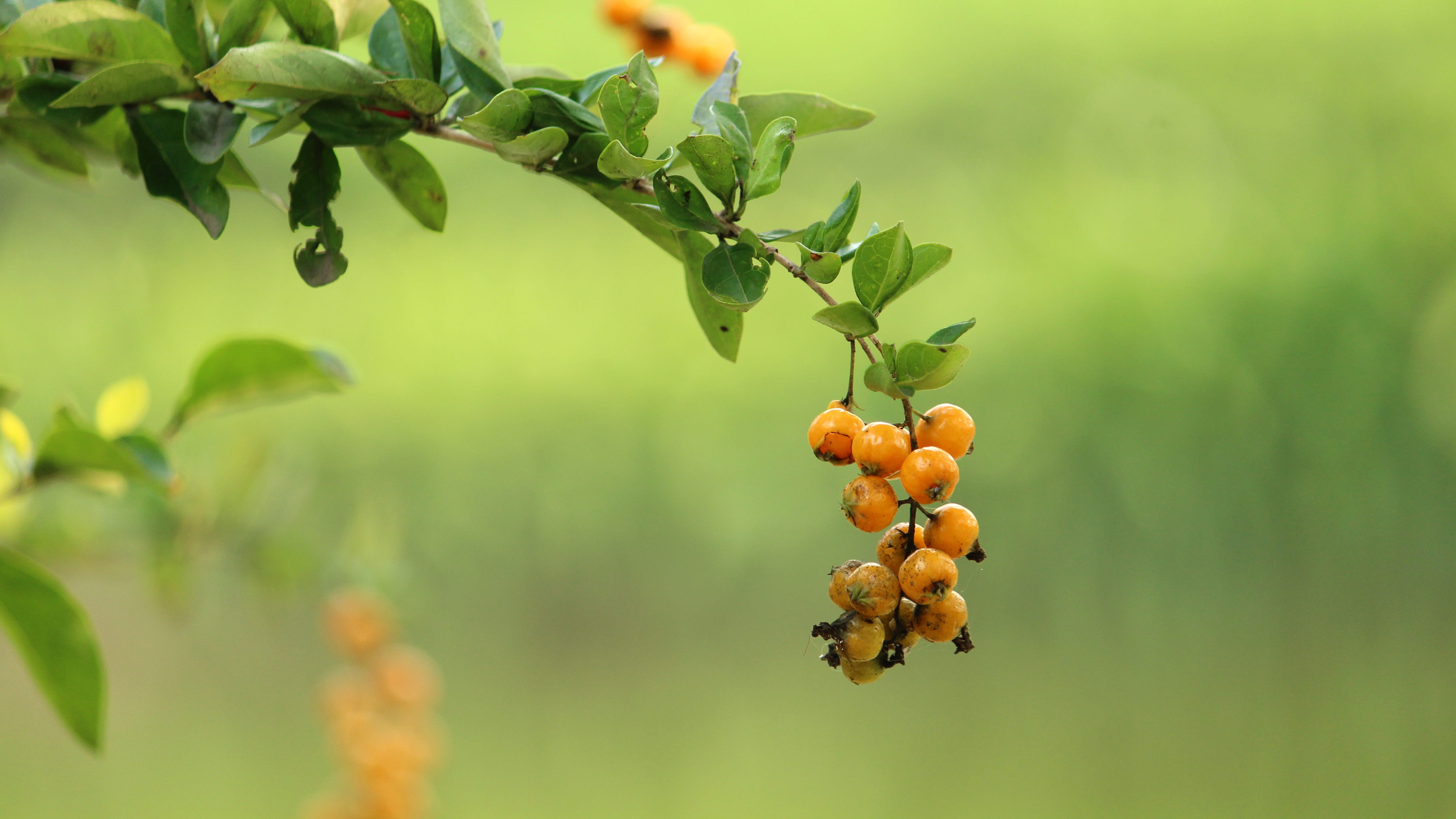 orange color, orange, green, focus on foreground, close-up, nature, closeup, flora, food and drink, day, leaf, fresh, natural, freshness, organic, plant, HD Wallpaper