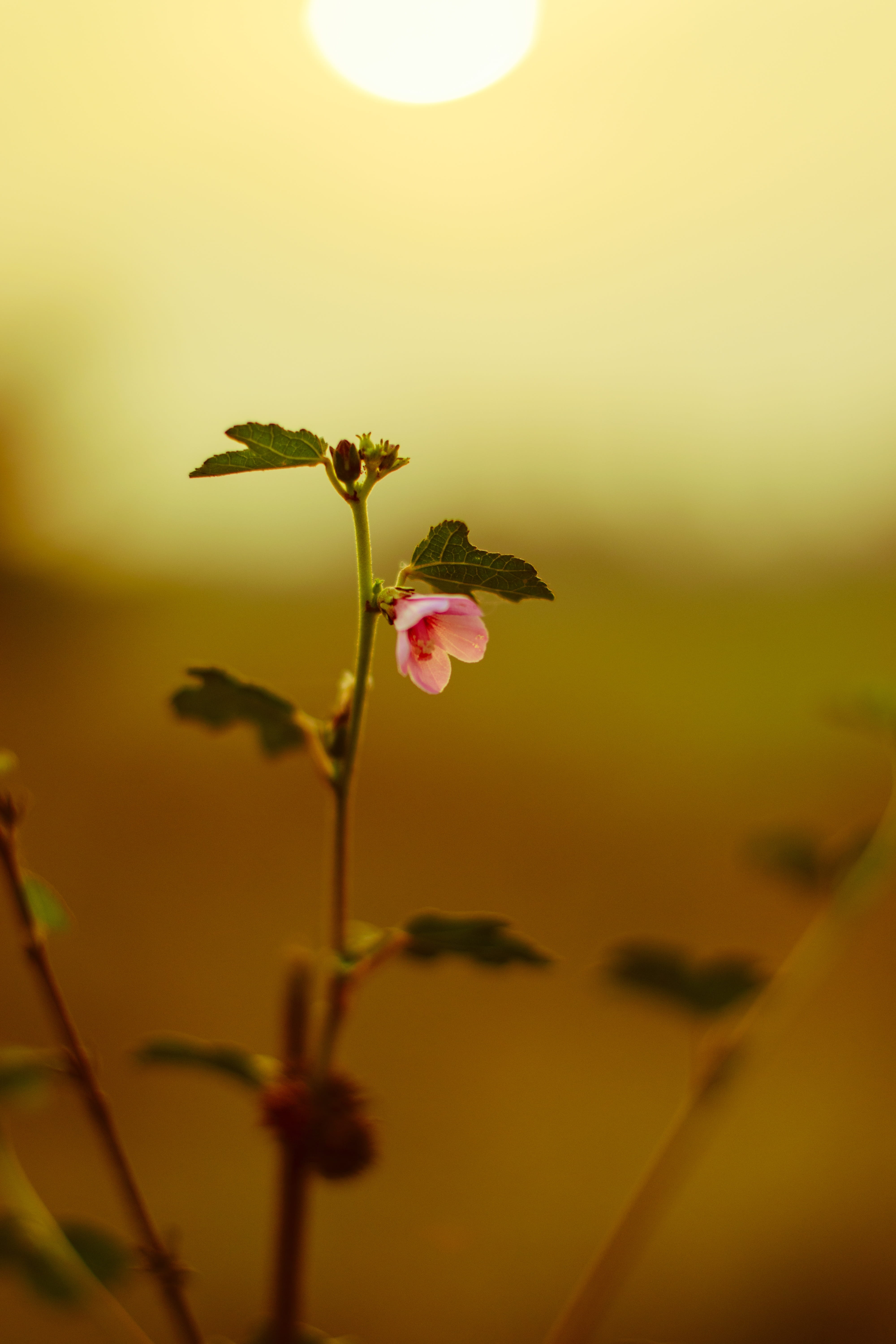 head, sky, 5K, freshness, solar flare, fair weather, selective focus, flower head, pink color, blooming, sepal, plant stem, fragility, close-up, flowering plant, Phone HD Wallpaper
