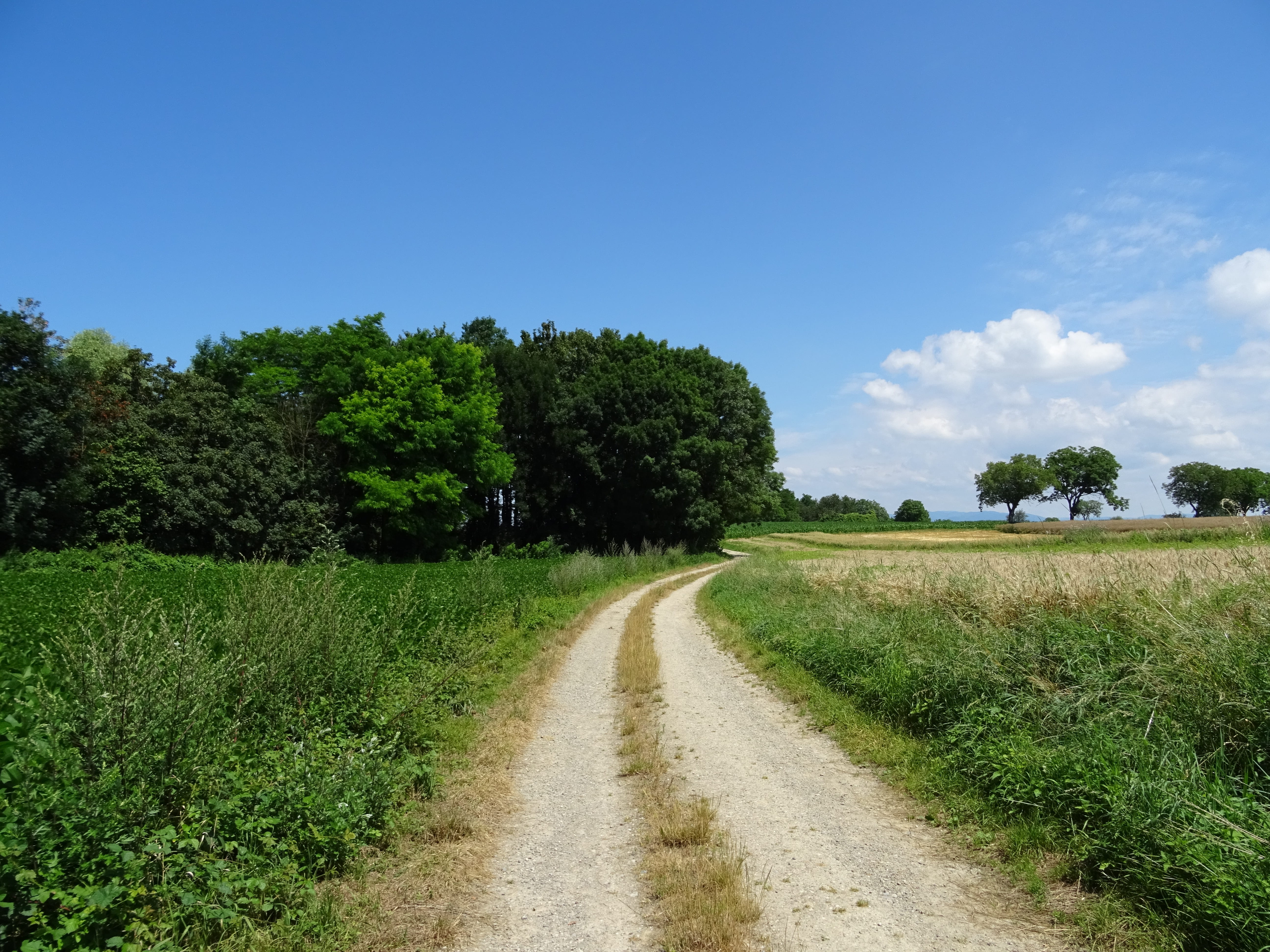 forest, field, the way forward, day, silent, 5K, summer, wayside, green, growth, beauty in nature, road, cloud - sky, sun, tree, tranquility, mood, environment, HD Wallpaper