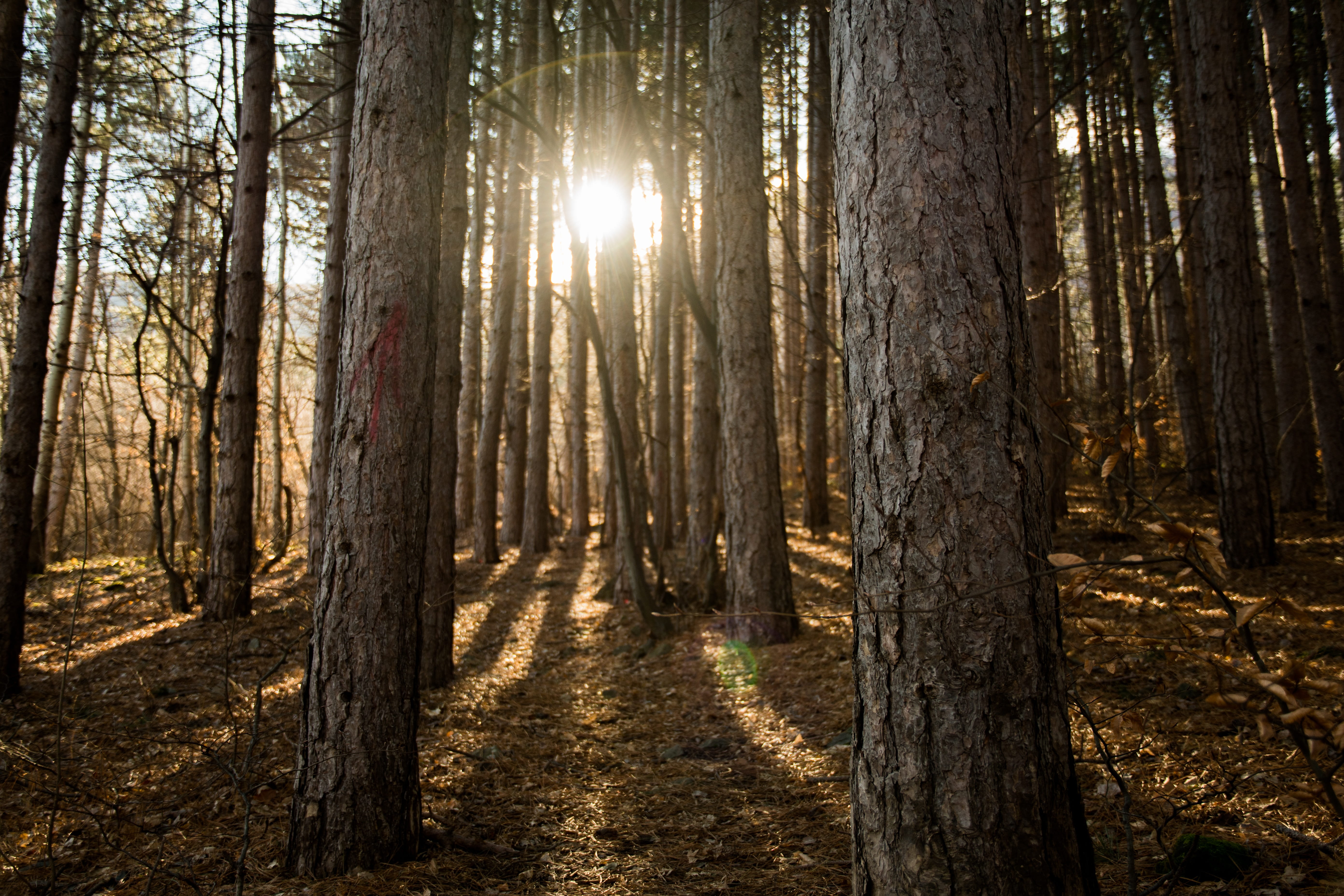 nature, outdoors, light, no people, sunny, leaf, landscape, beauty in nature, sun, sunshine, tranquil scene, sunbeam, shadow, tree, plant, day, streaming, HD Wallpaper