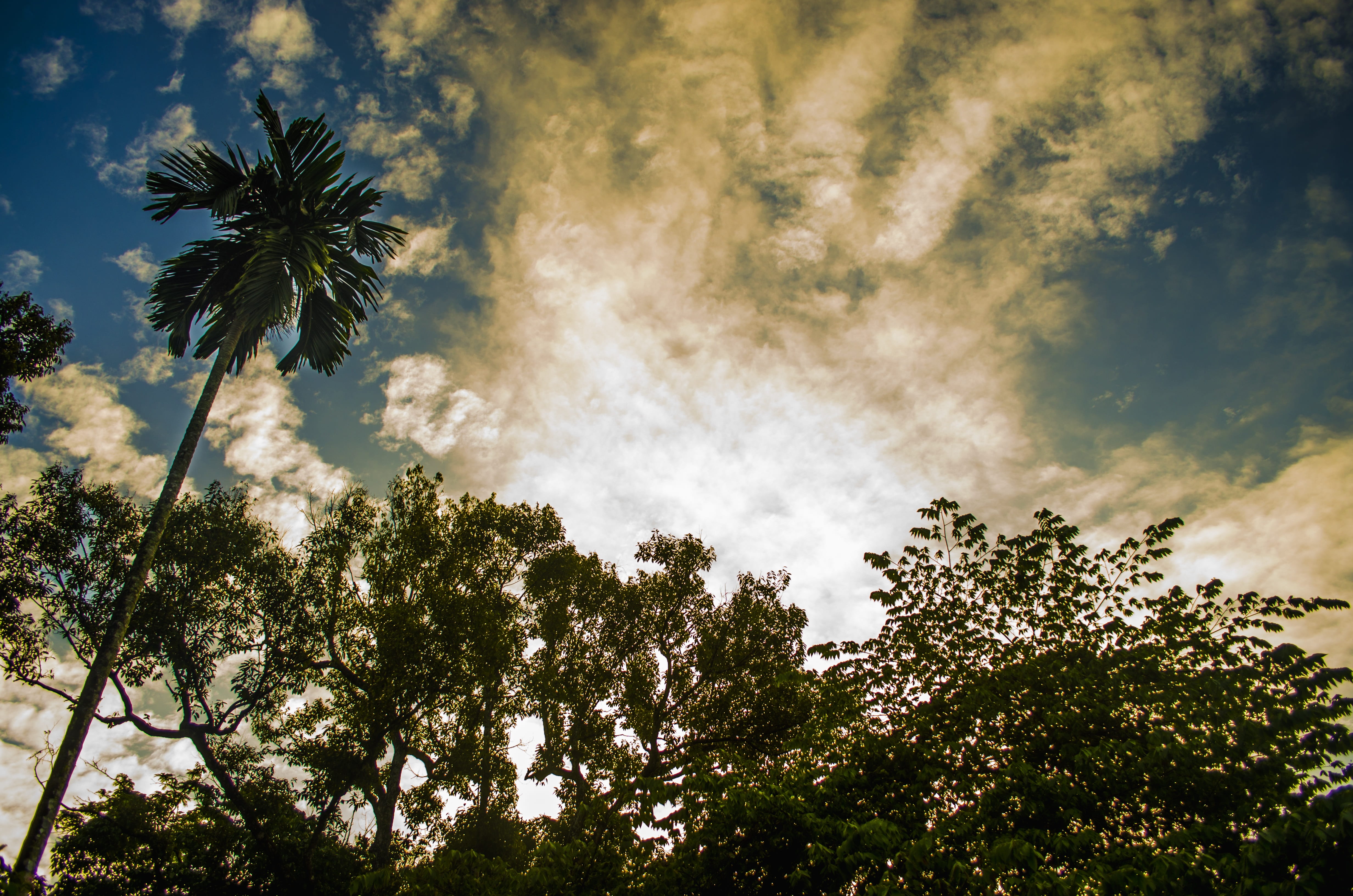 outdoors, fair weather, tree, growth, green color, plant, flora, palm tree, coconut palm tree, day, idyllic, cloud, sky, no people, 4K, sunlight, silhouette, HD Wallpaper