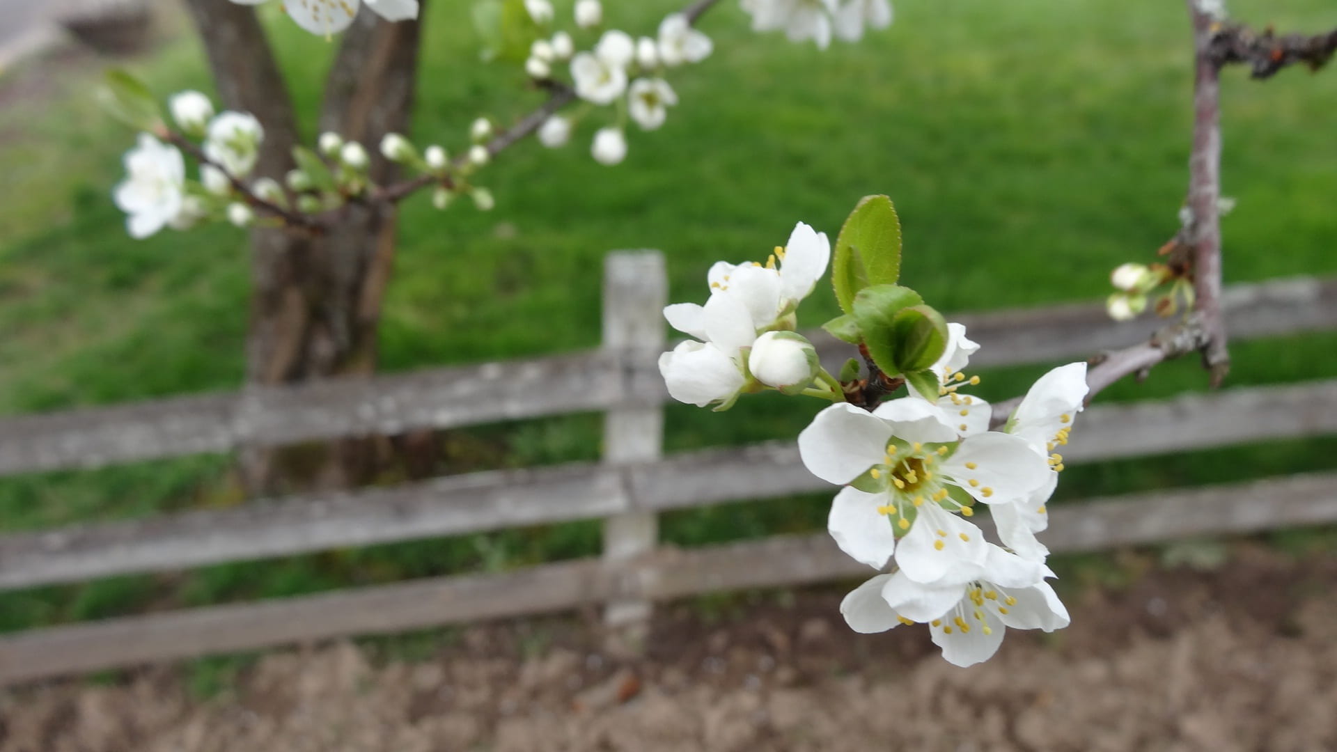 springtime, spring, cute, grass, tree, fragility, fair weather, background, beautiful, forest, flowering plant, environment, spring forward, cherry blossom, HD Wallpaper