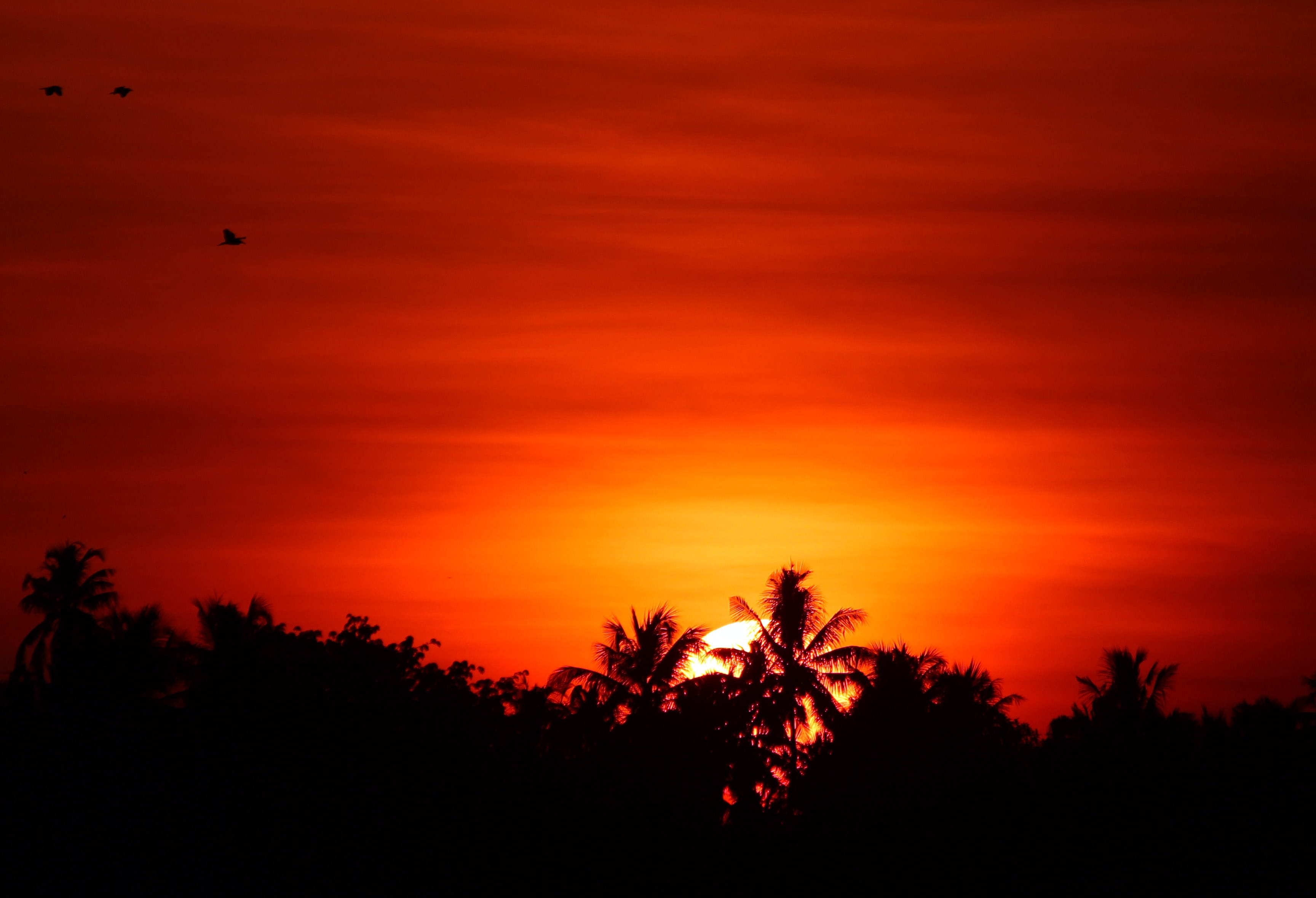 tranquil scene, palm tree, non-urban scene, sky, idyllic, orange color, silhouette, cloud - sky, sunset, landscape, tropical climate, silhouetted, no people, HD Wallpaper
