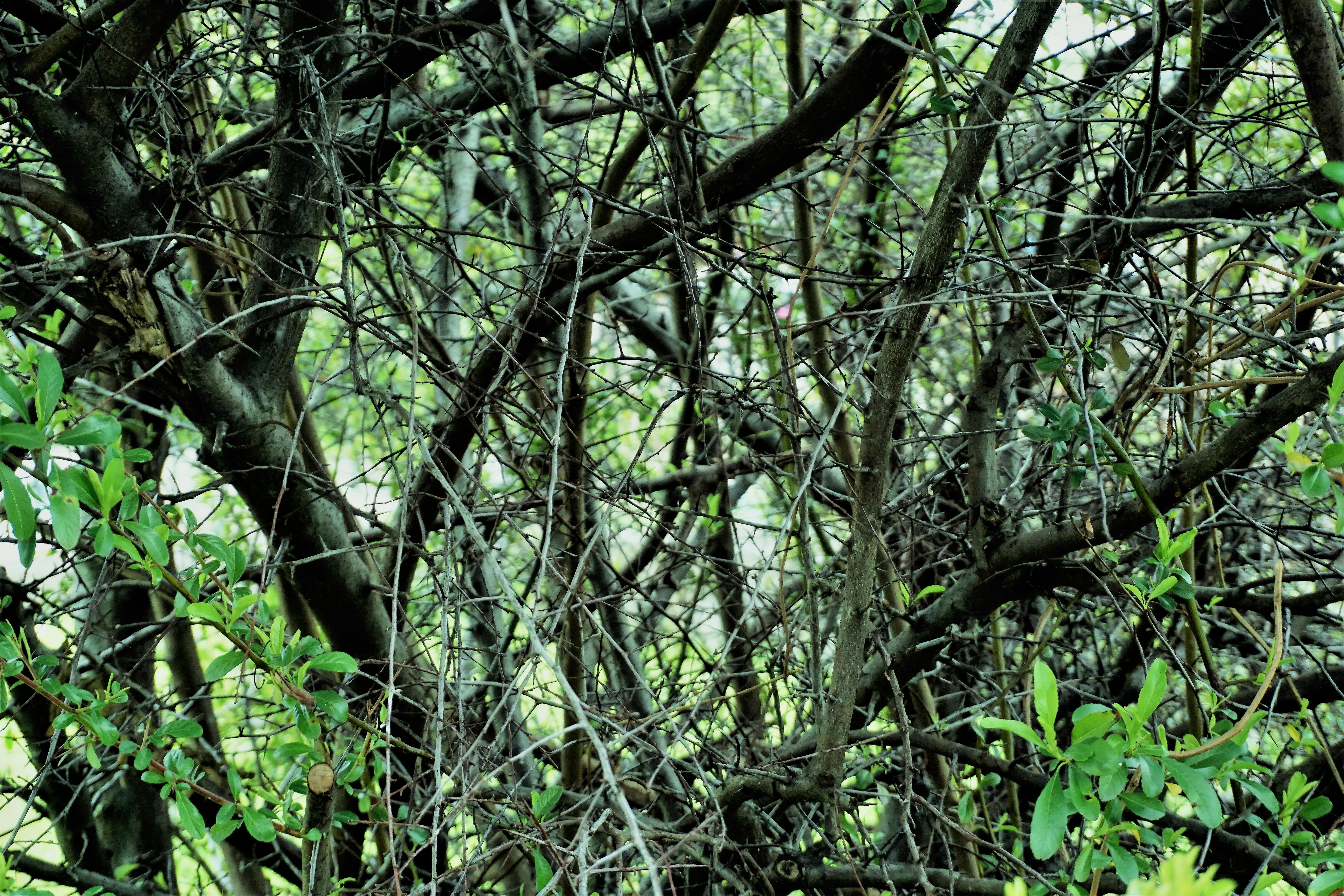 land, dense, outdoors, rainforest, growth, forest, tree, bamboo - plant, low angle view, nature, tree trunk, branch, wood, non-urban scene, no people, foliage, HD Wallpaper