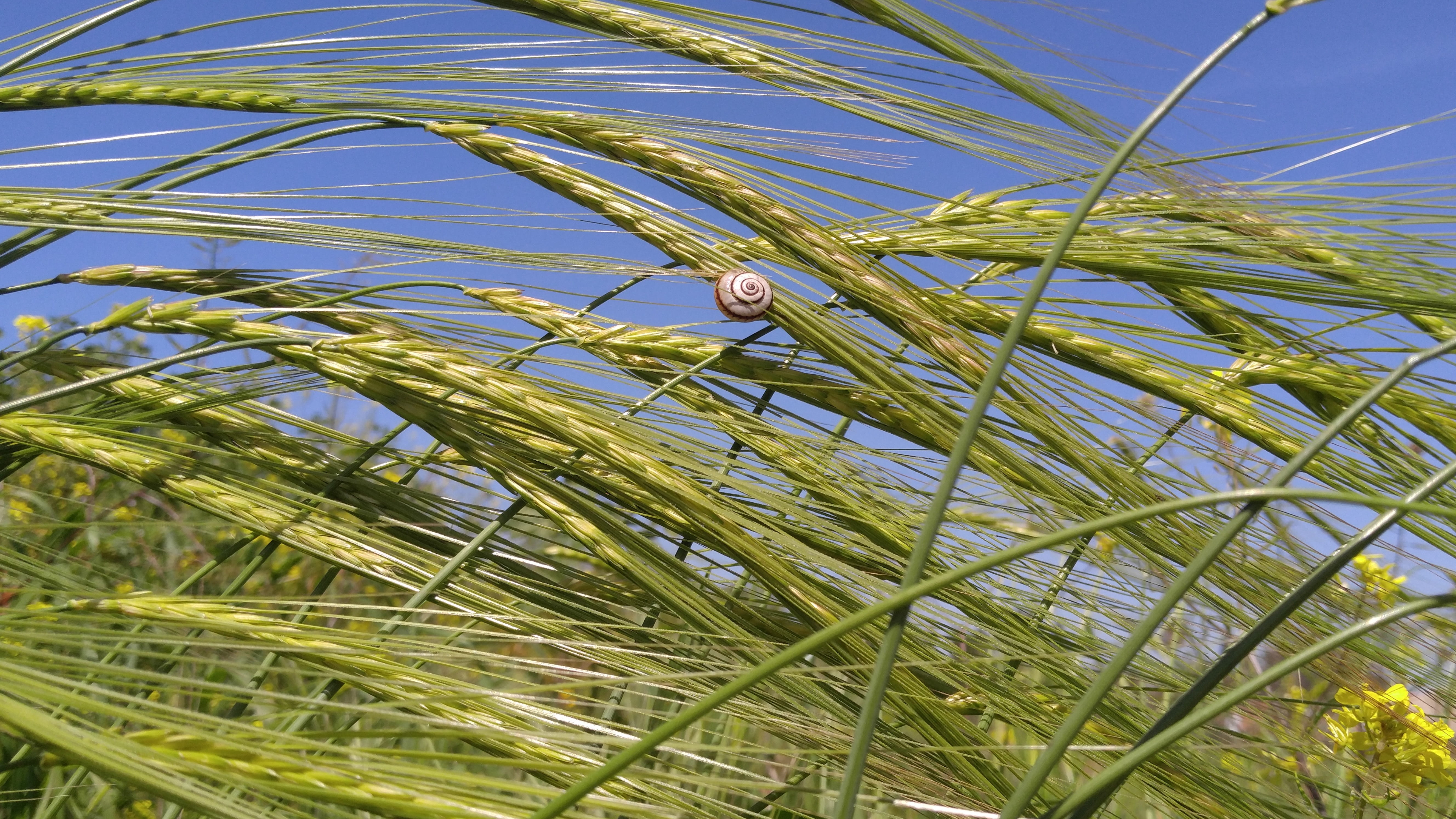 nature, agriculture, flora, fair weather, growth, grass, field, low angle view, 5K, crop, farm, beauty in nature, palm leaf, tranquility, tree, plant, HD Wallpaper