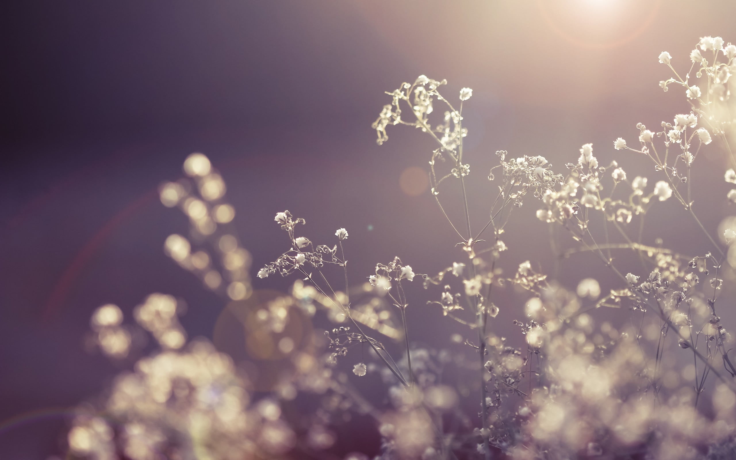 tranquility, branch, lens flare, plant, grass, flower Head, flower, freshness, flowers, backgrounds, fragility, defocused, 2K, macro, frost, weather, growth, HD Wallpaper