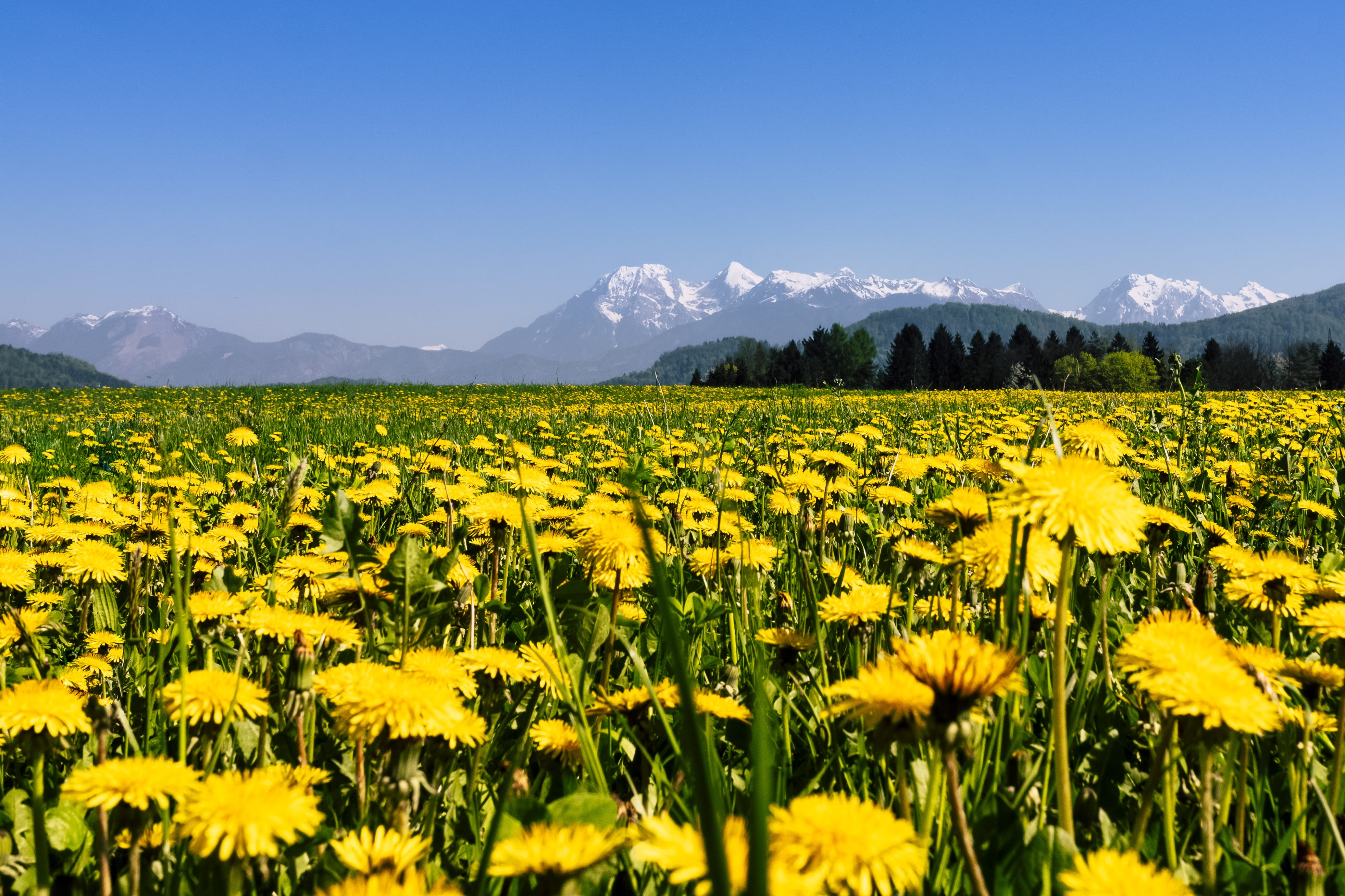 plant, hayfield, mountain range, sun, land, rural scene, growth, grass, flower, fair weather, dandelion, freshness, tranquil scene, landscape, no people, HD Wallpaper