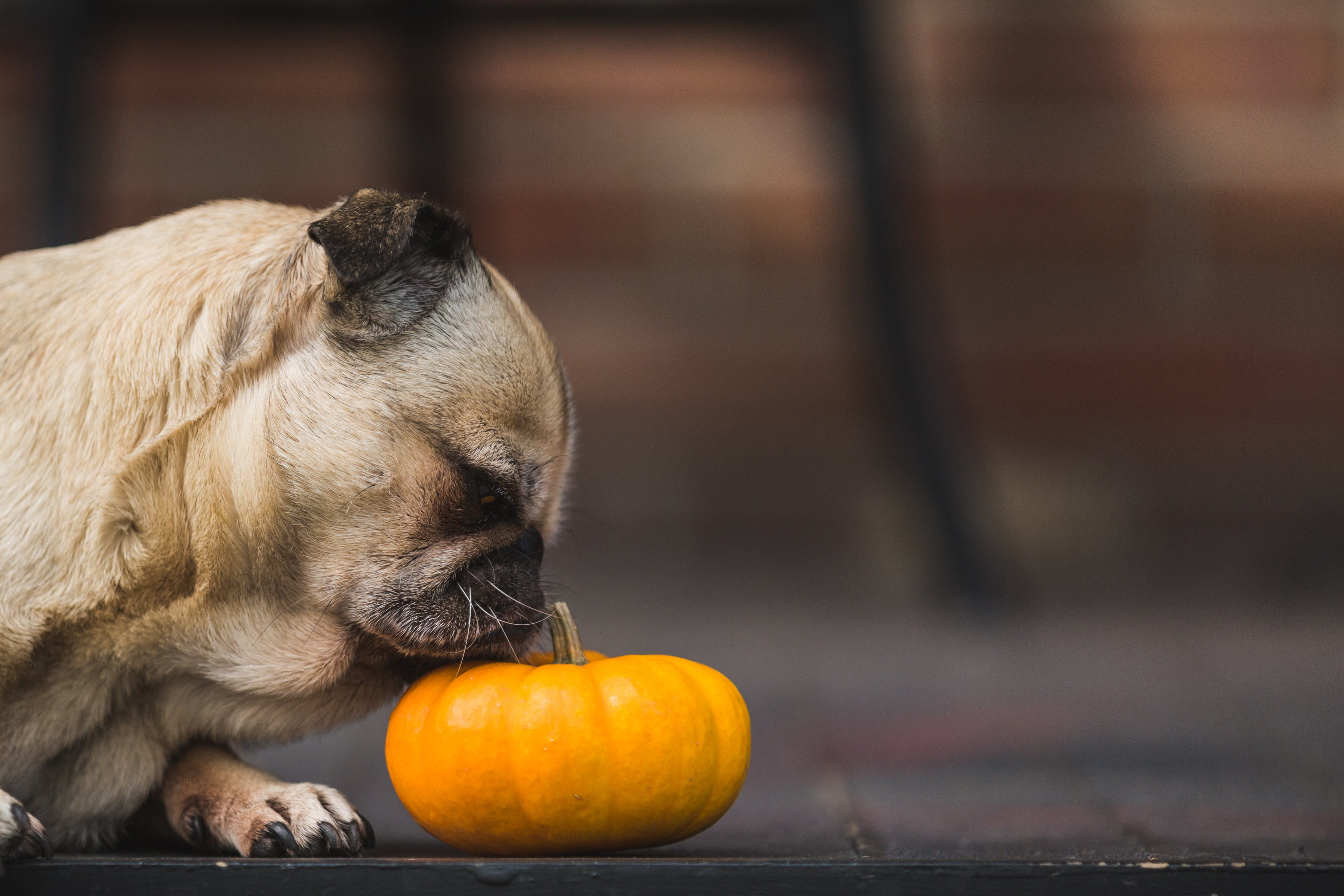 orange, Animals, animal wildlife, Pumpkin, domestic animals, fruit, Fall, smelling, animal themes, food and drink, day, eating, 4K, photo, Dogs, citrus fruit, HD Wallpaper