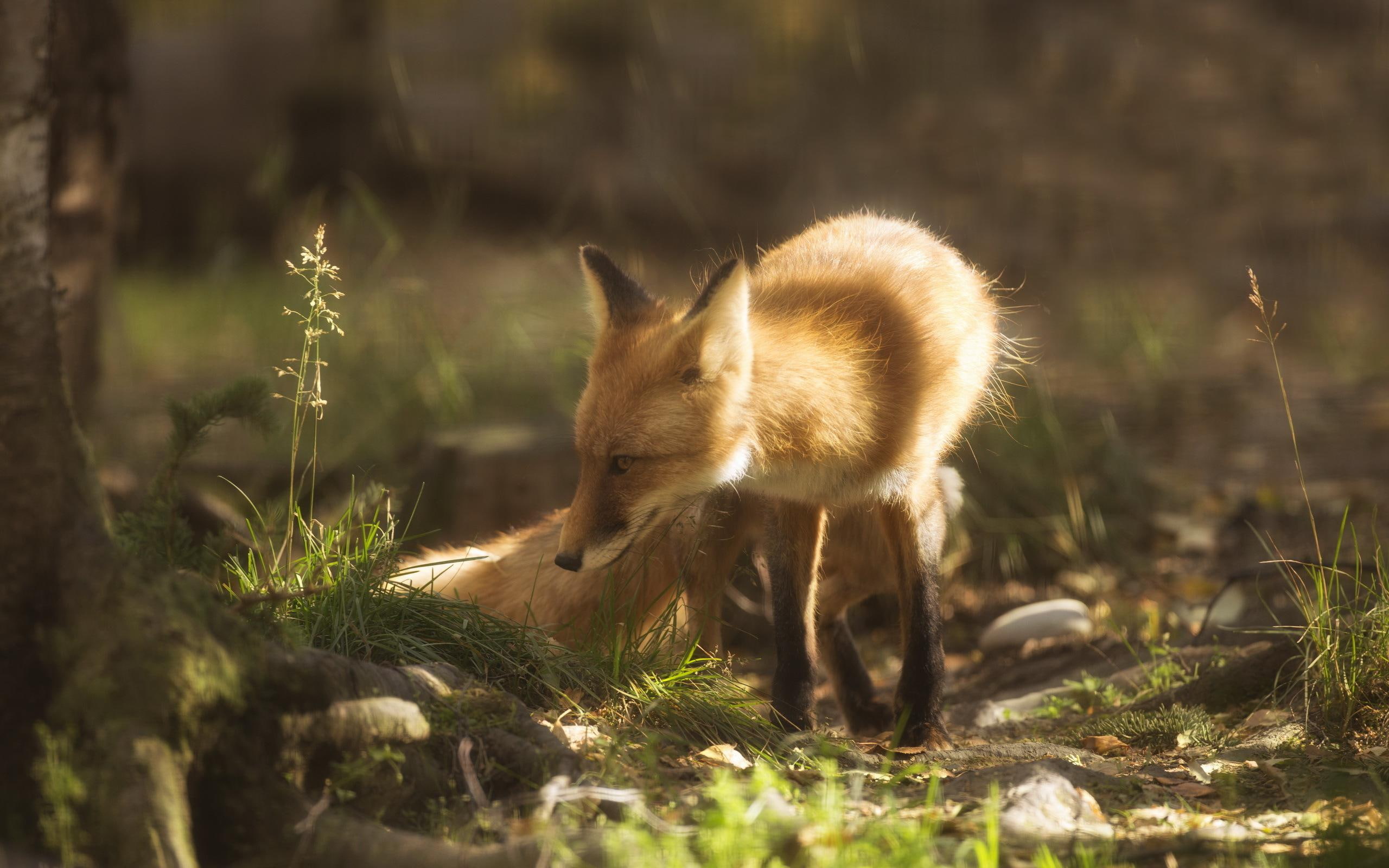 2560x1600, grass, brown, 2K, animals, smelling, fox, HD Wallpaper