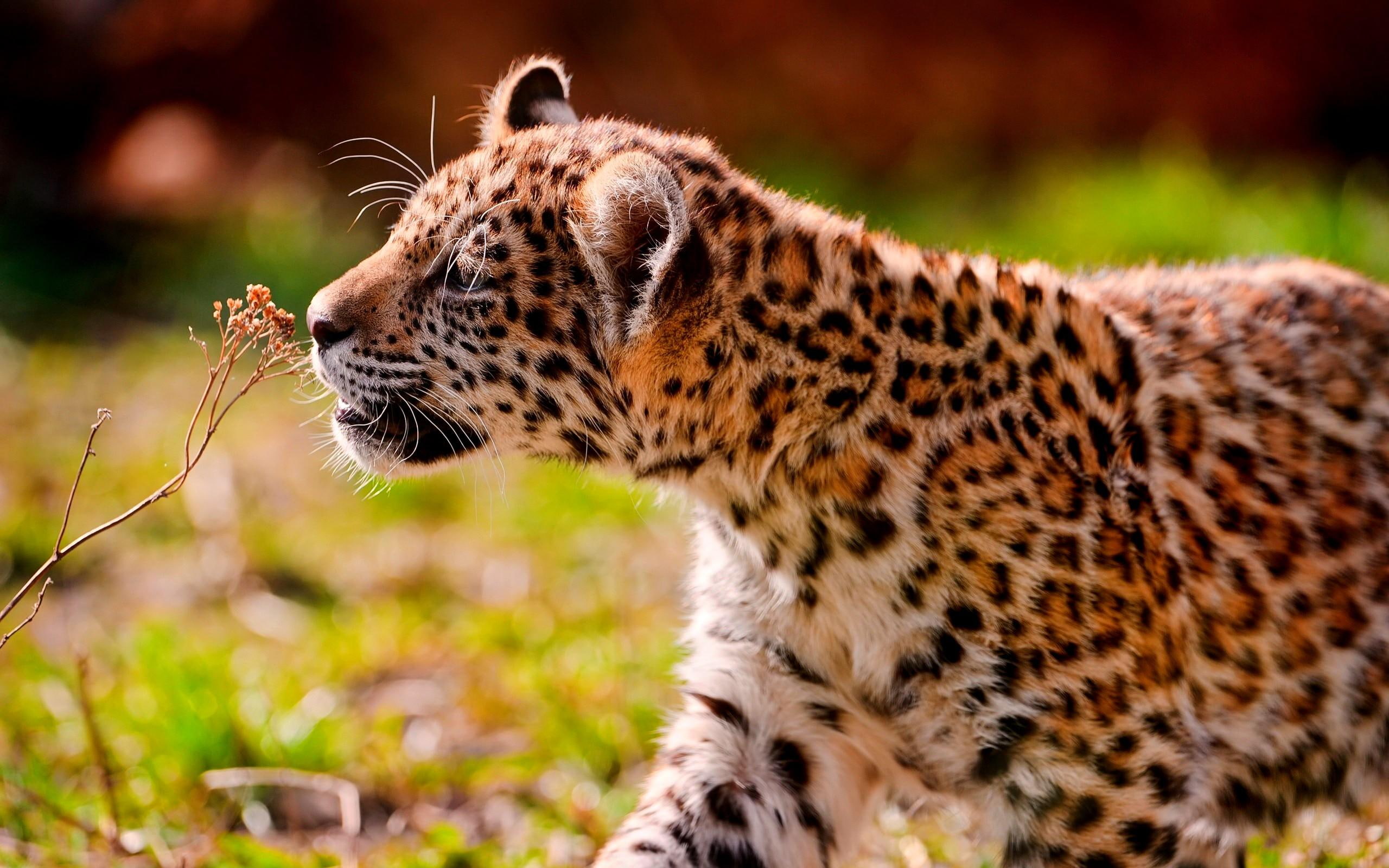 plant, 2K, leopard, smells, sniff, spring, wild, animals, brown, HD Wallpaper
