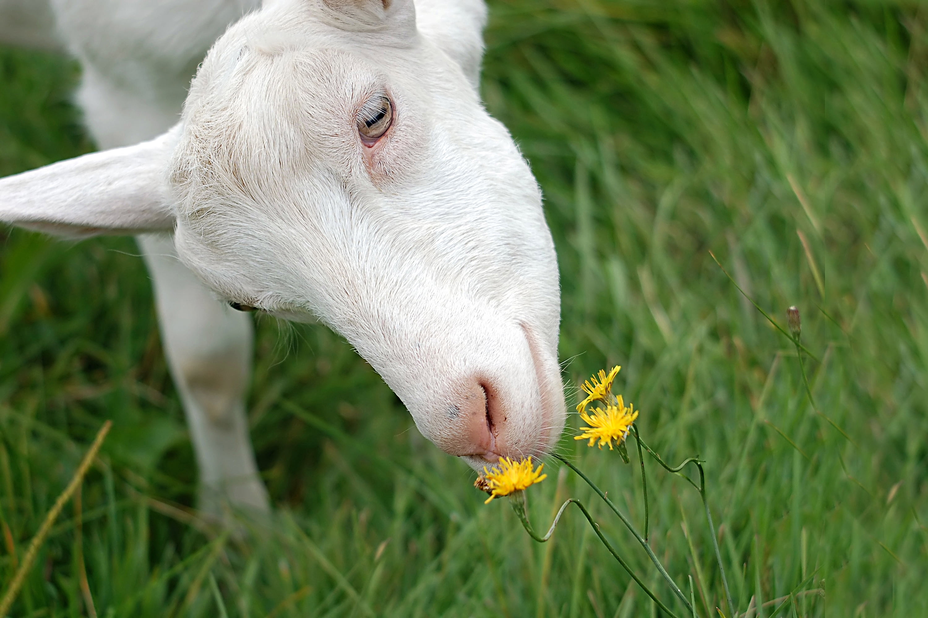focus on foreground, animal themes, pasture, pets, close-up, mammal, livestock, plant, nature, meadow, no people, land, growth, rural Scene, looking, curiosity, HD Wallpaper