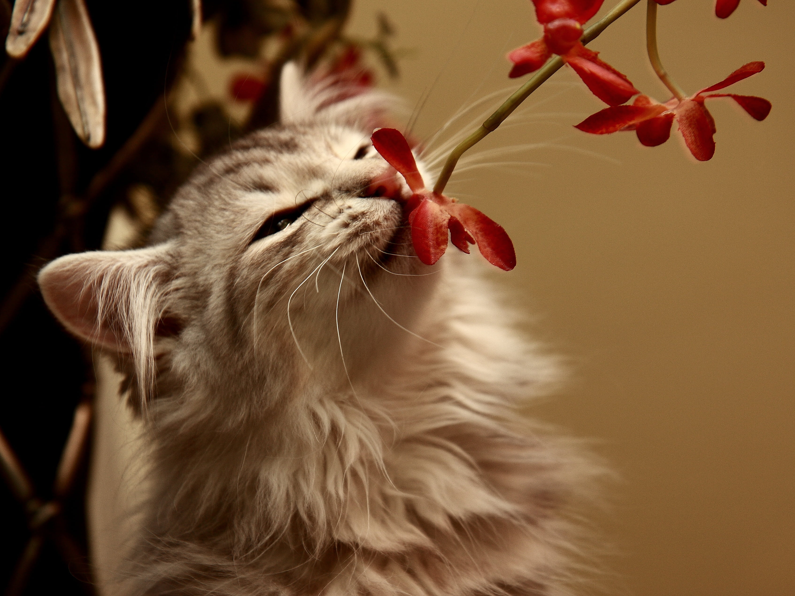 flowering plant, domestic Animals, mammal, domestic Cat, 2K, nature, whisker, looking, feline, no people, fur, close-up, plant, cute, red, kitty, animal head, HD Wallpaper