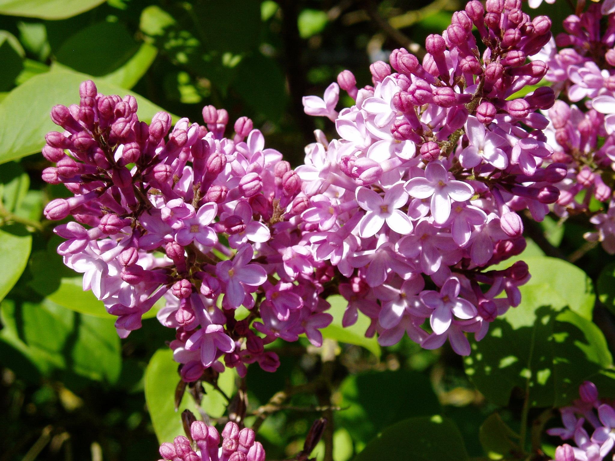 smells, lilac, 3d and abstract, flowers, purple, tree, spring, 1080P, jpg, HD Wallpaper