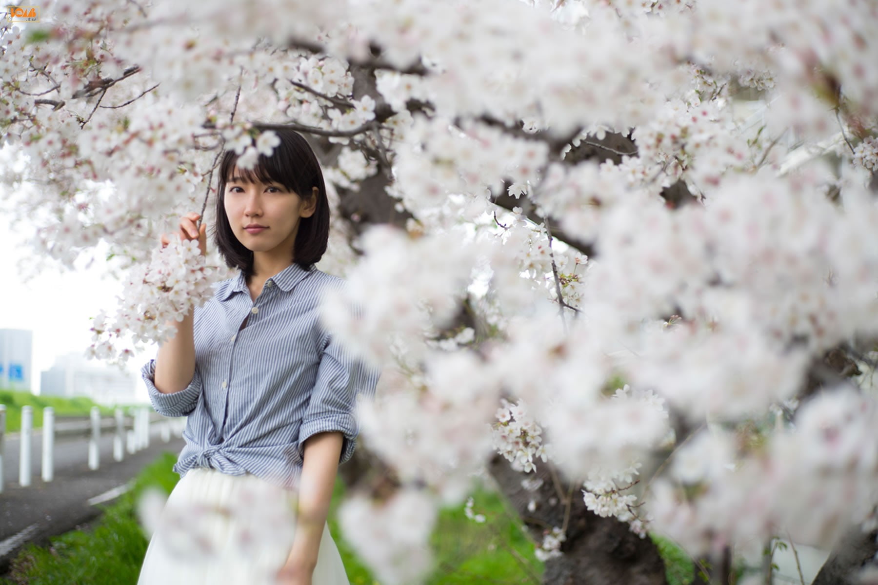 freshness, outdoors, blossom, 720P, one person, lifestyles, Riho Yoshioka, flower, standing, springtime, cherry tree, cherry blossom, fragility, growth, HD Wallpaper