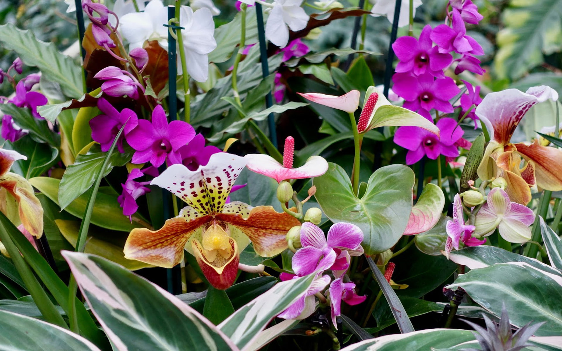 garden, nature, pretty, hd, arenas, orchids, 1080P, flowers, HD Wallpaper