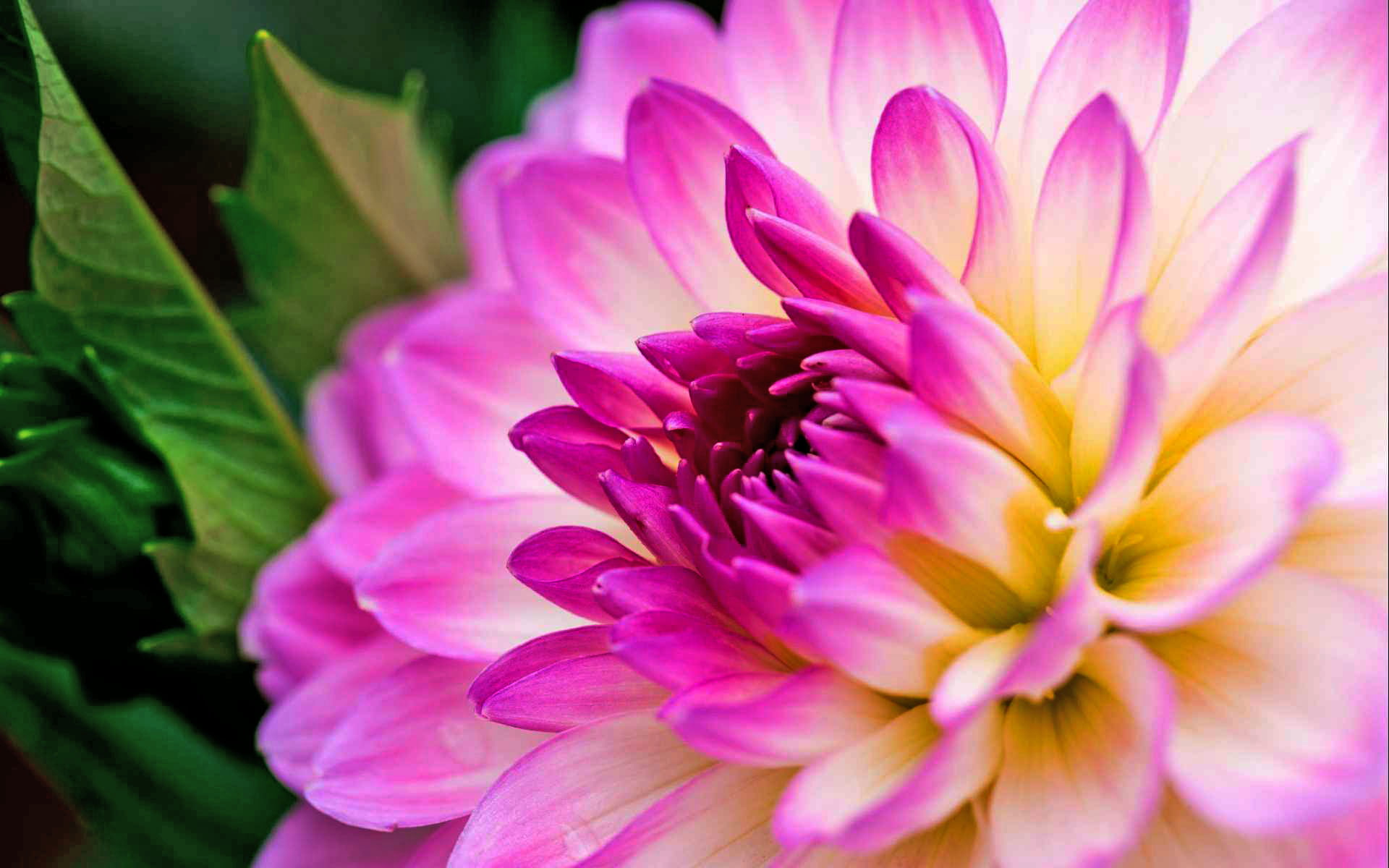 dahlia, 1080P, leaves, flower, green, close, purple, HD Wallpaper