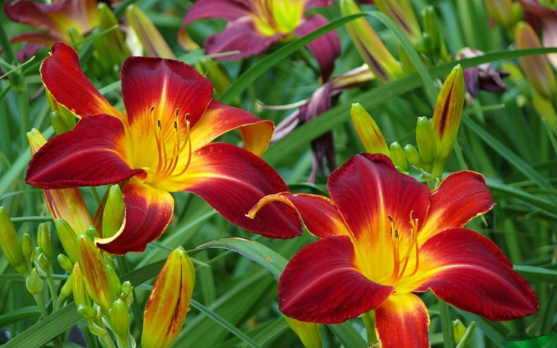 mobile, 1080P, red, phonesdesktop, lily, blooming, flowers, hd, HD Wallpaper