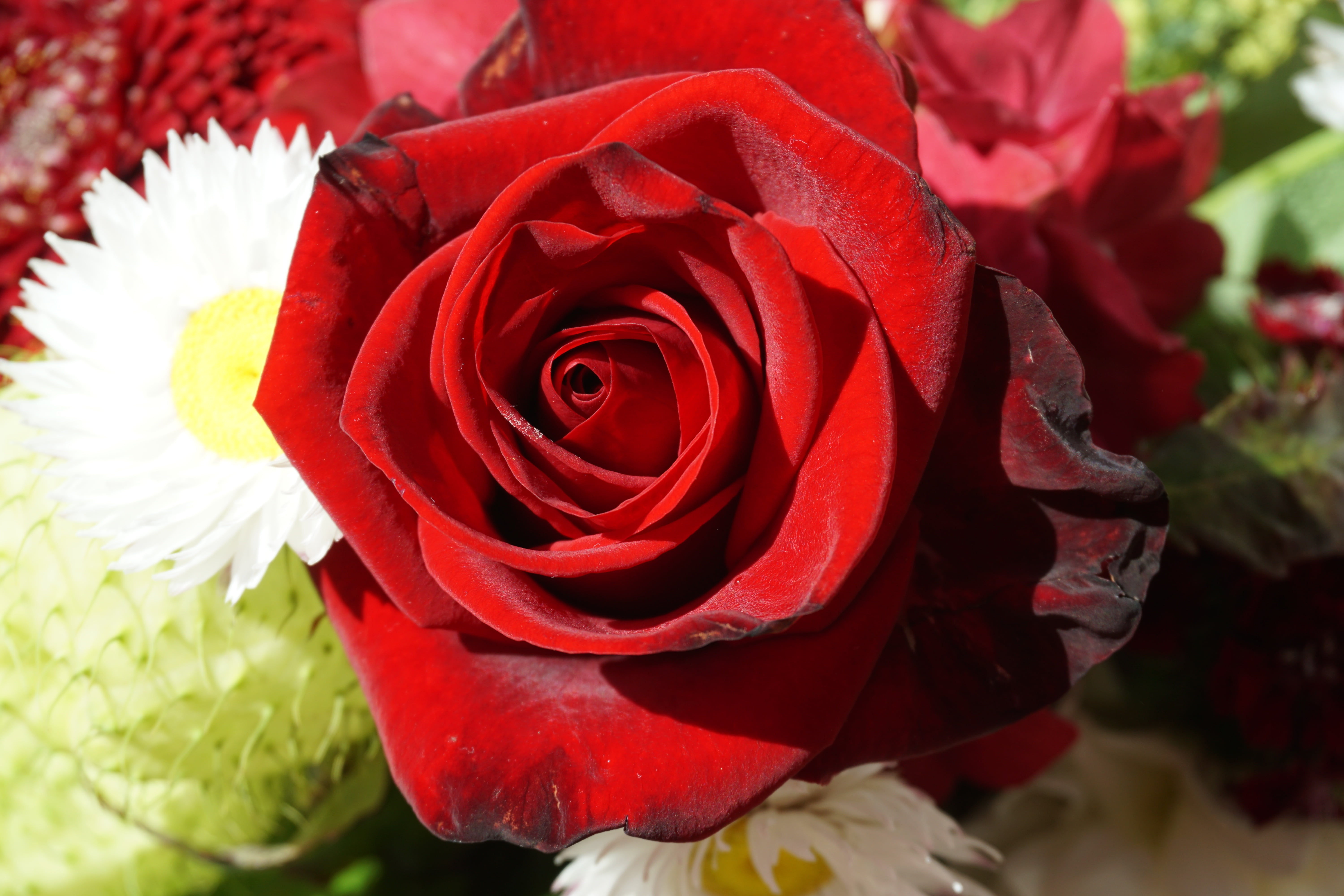 valentines day, beauty in nature, feast day, bouquet, plant, growth, fragility, nature, scent of roses, feelings, smell, garden rose, petal, close-up, affection, HD Wallpaper